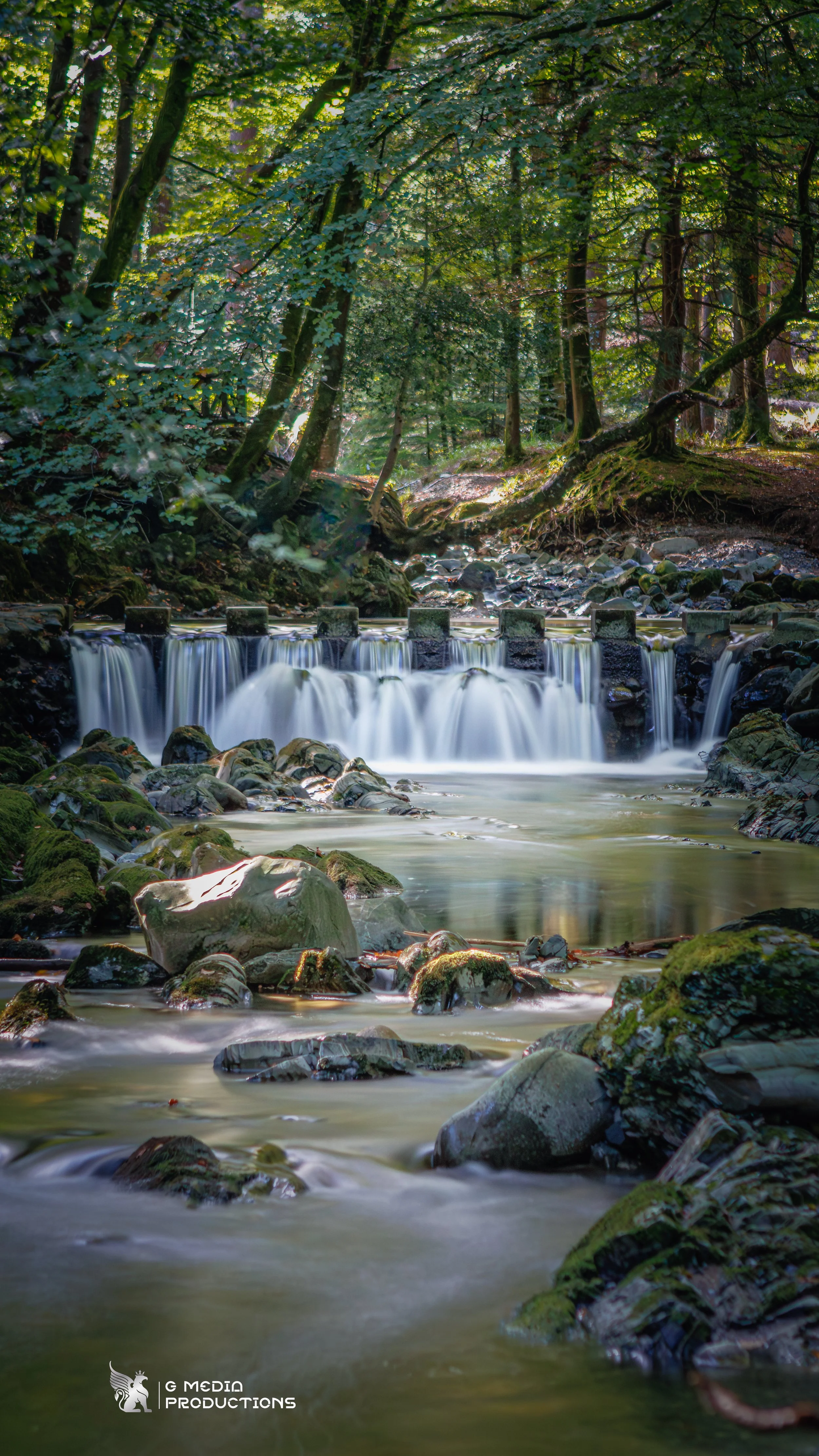 Forest Waterfall