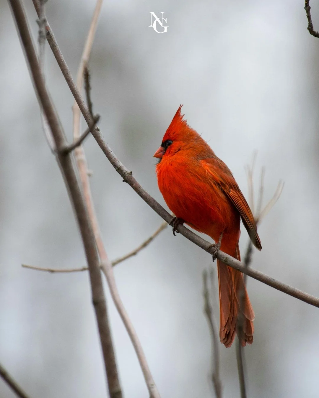 Happy Holidays from all of us at Northview Gardens! Today our hearts are warm with thoughts of the many couples and families we&rsquo;ve had the joy of celebrating with this year. We hope your day is filled with love, peace, and a touch of holiday ma