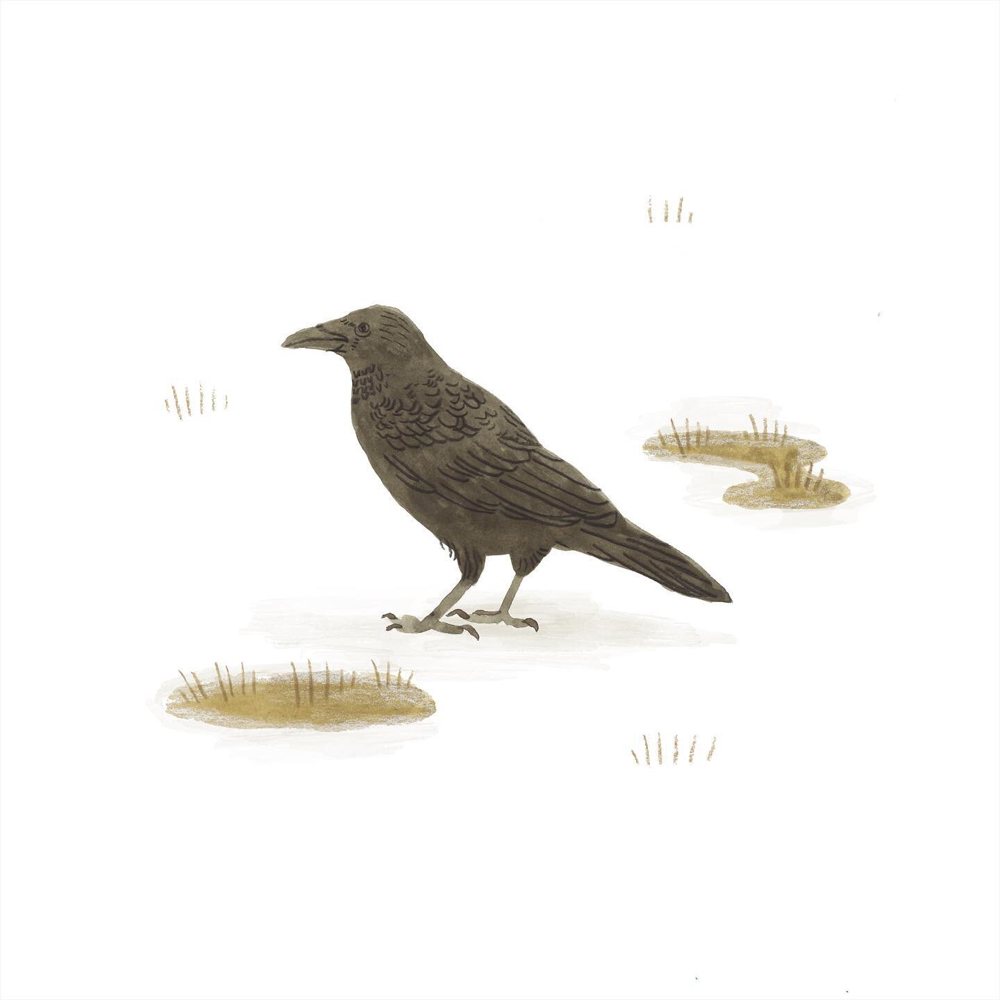 A little crow in the snow from a couple years ago while living on Peaks Island. No snow here yet ❄️🌨️
.
.
.
#illustration #illustrator #snowillustration #birdillustration