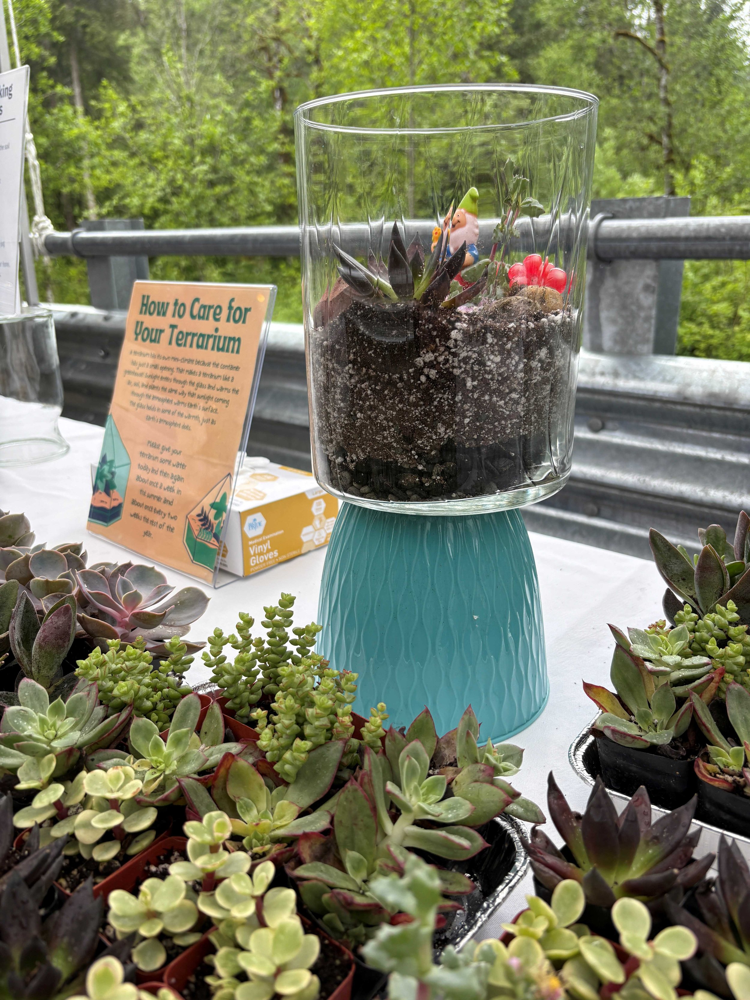 Terrarium2.JPG