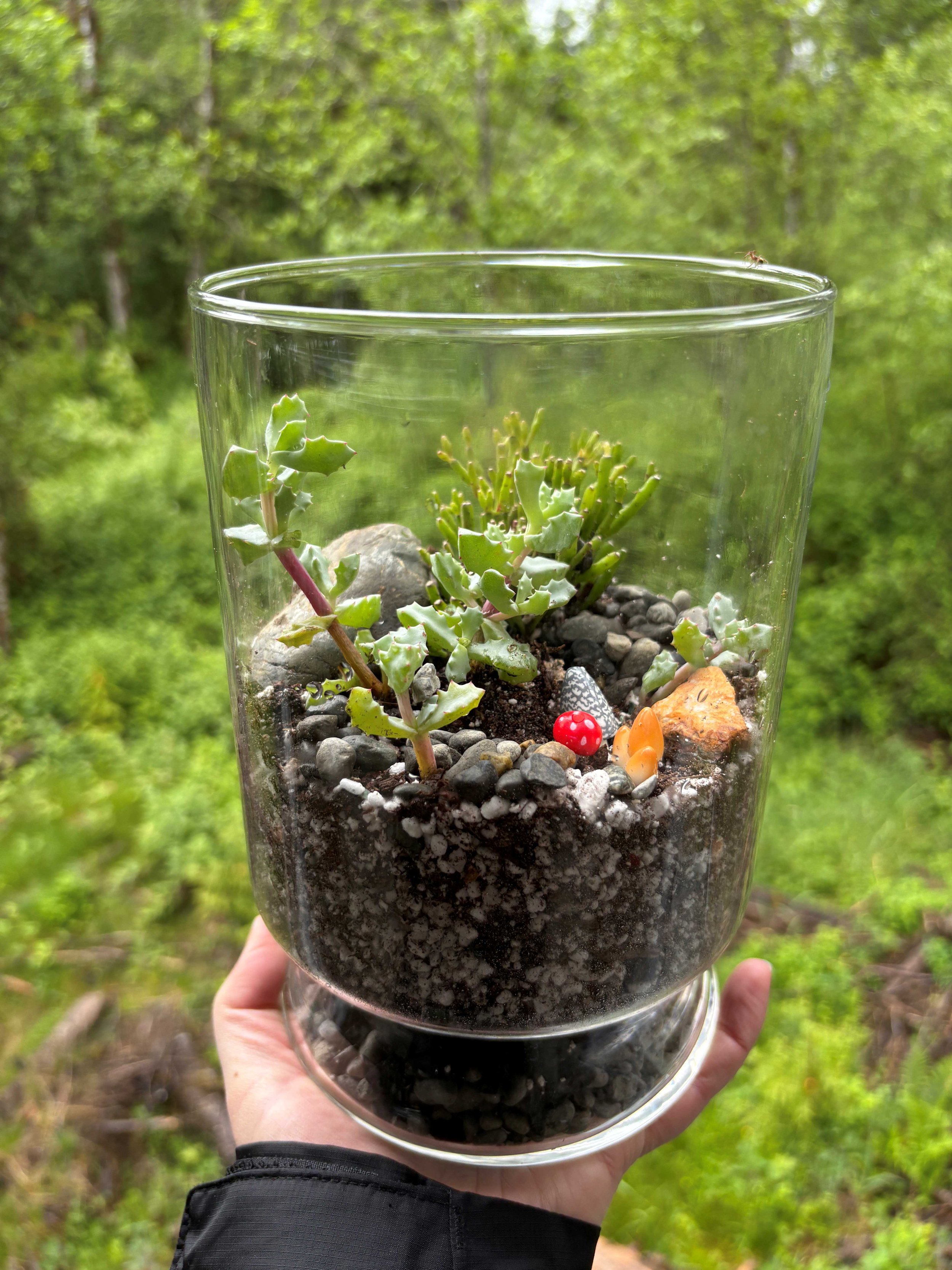 Holiday Terrariums