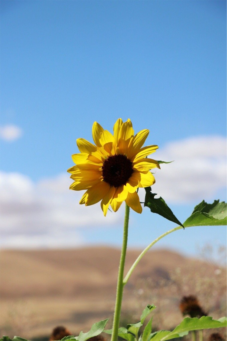 Desert Flower