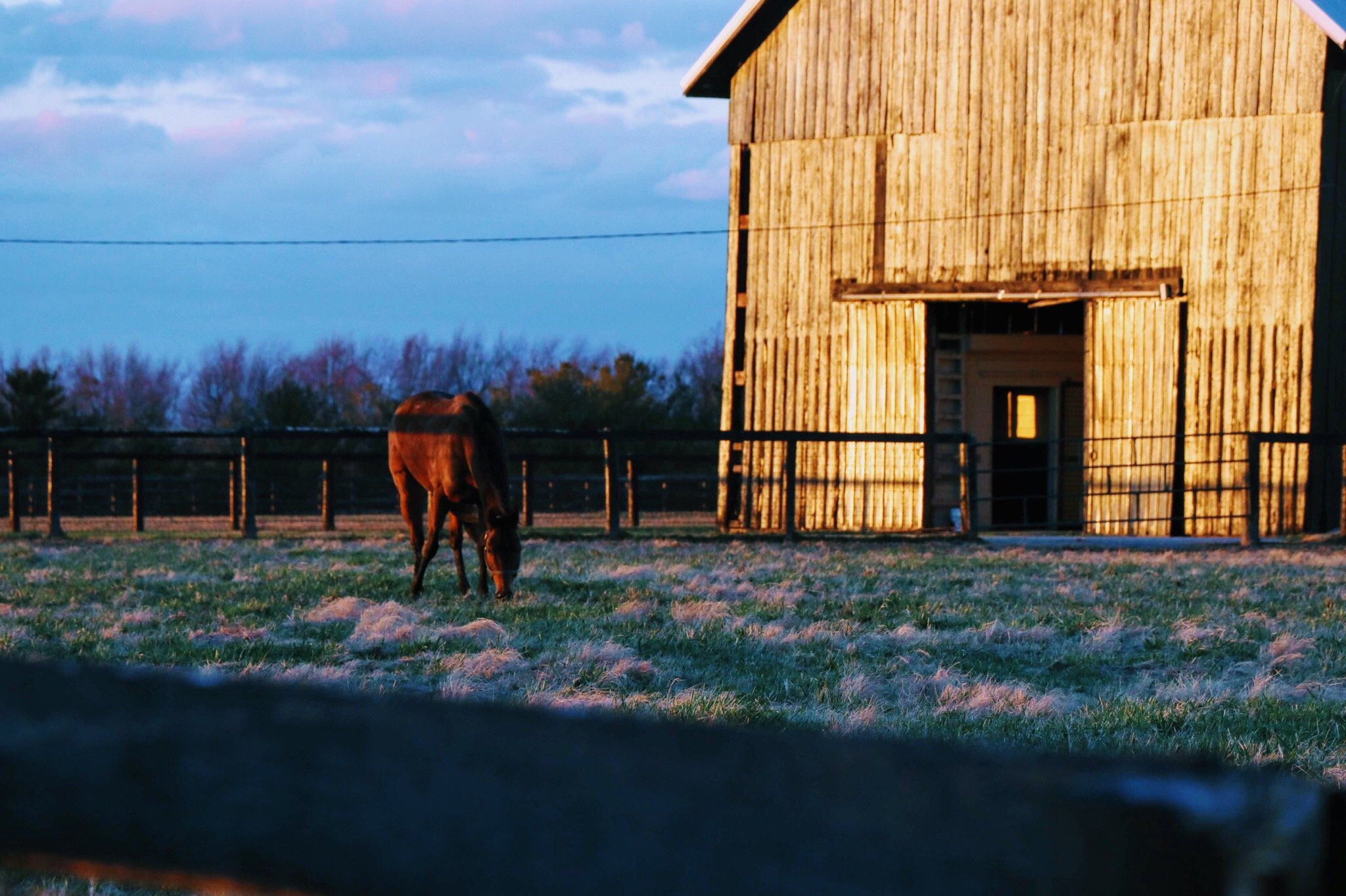 Grazing
