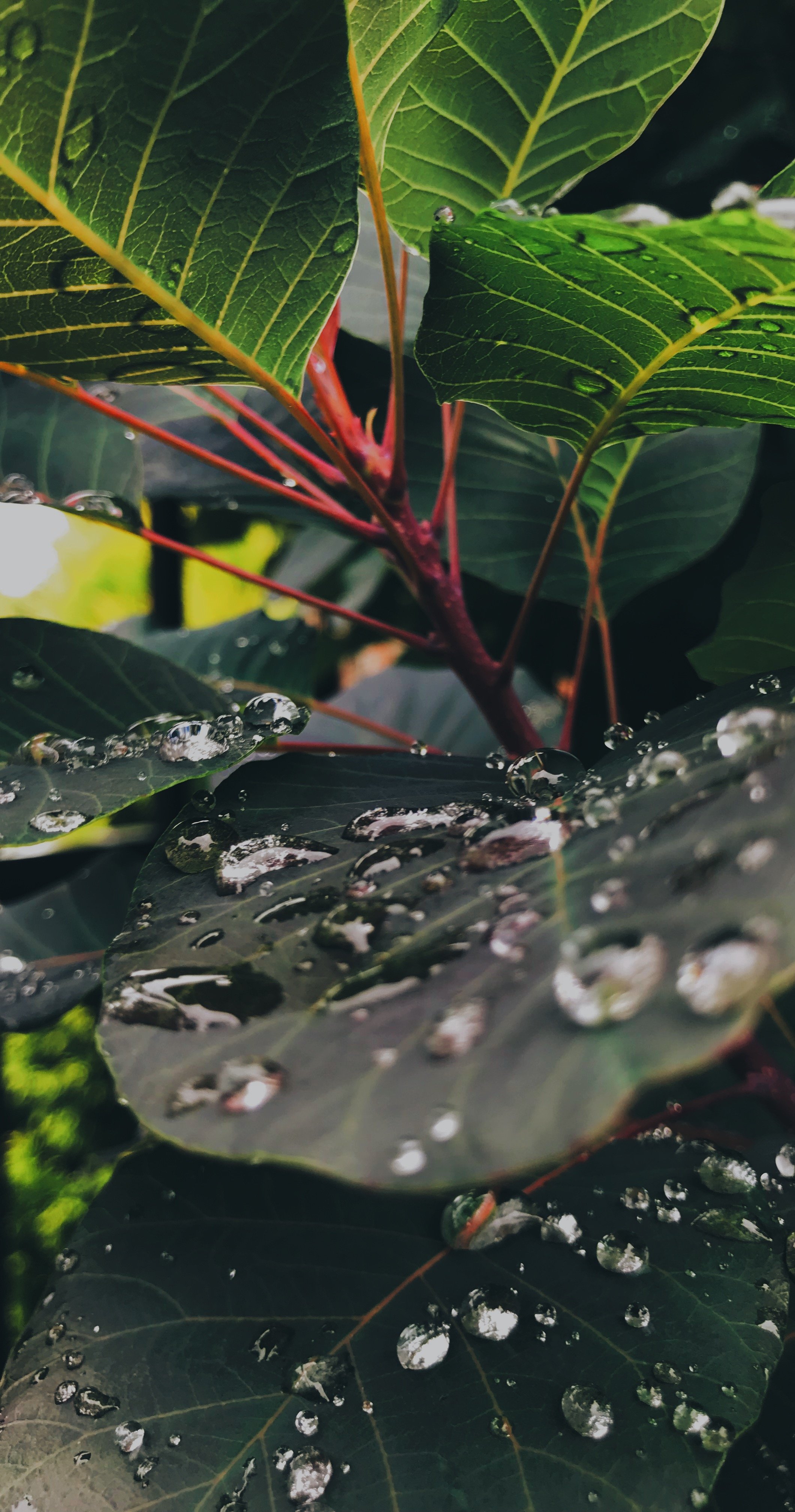 After the Storm