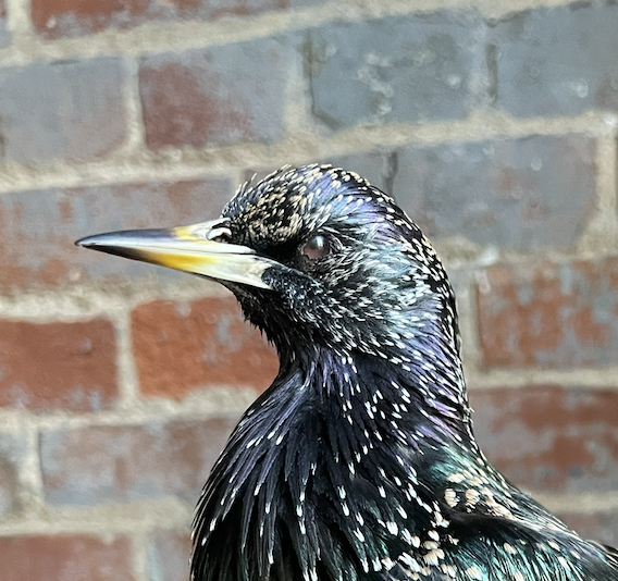 Screen Shot 2022-07-10 at 11.05.50 AM.png