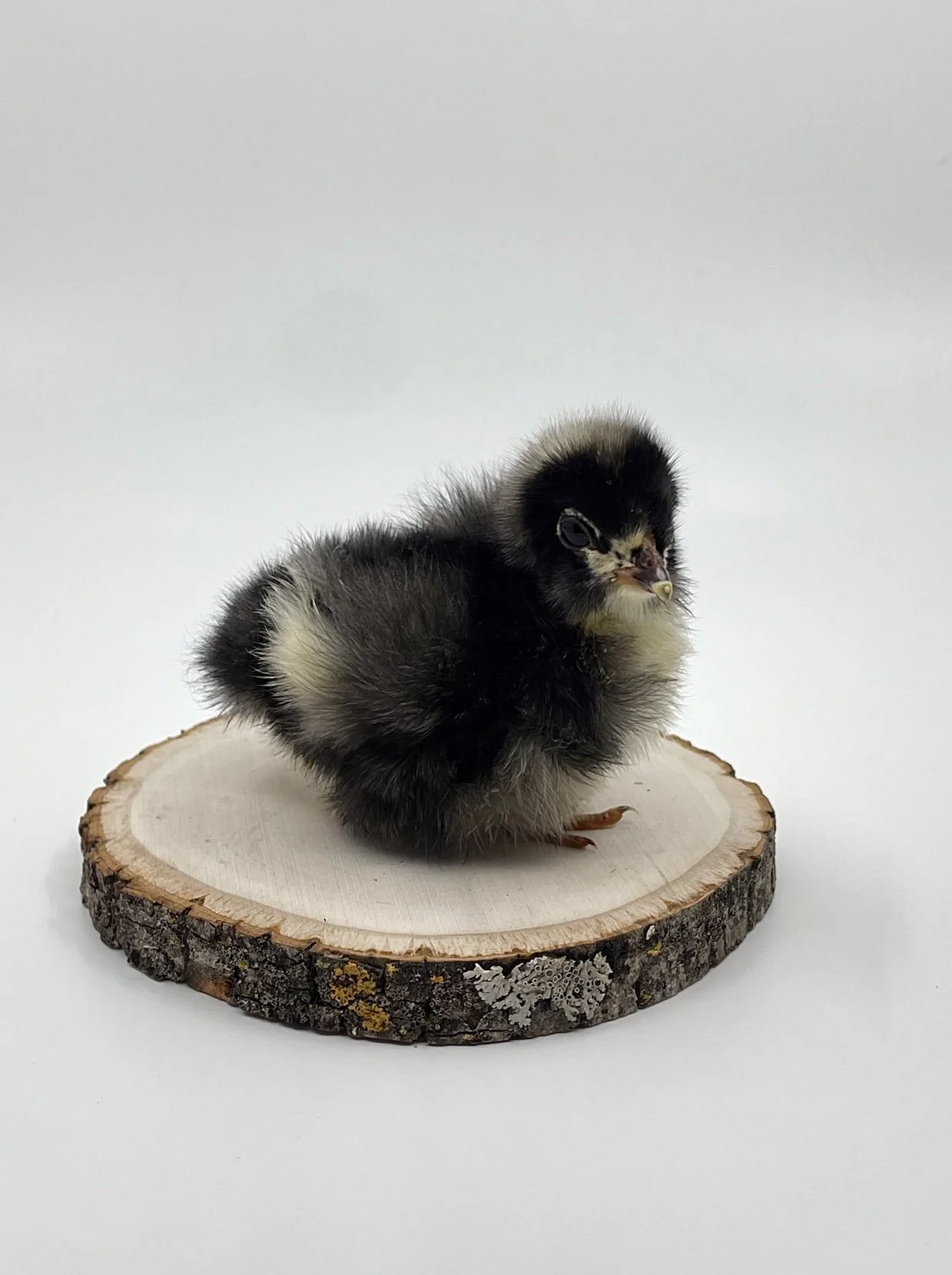 Screen Shot 2022-11-22 at 12.36.20 PM.jpg