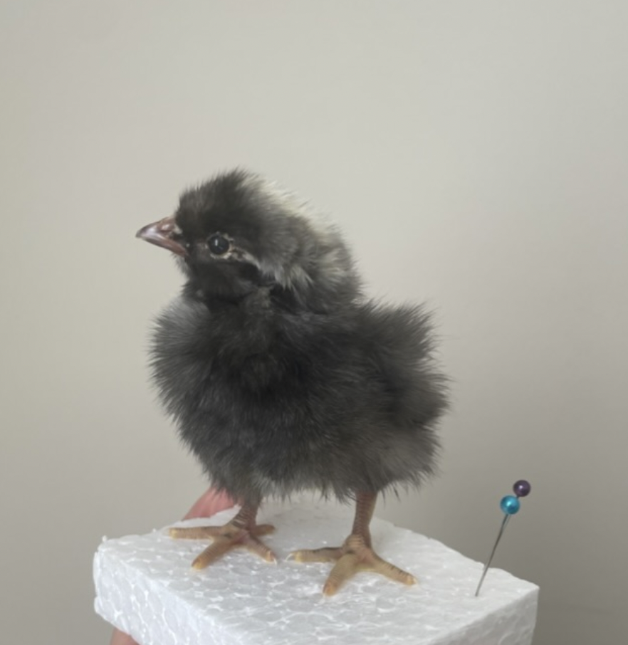 Screen Shot 2023-04-21 at 11.19.20 AM.png