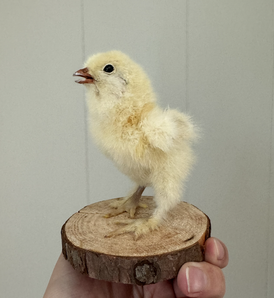 Screenshot 2024-02-23 at 10.22.46 AM.png