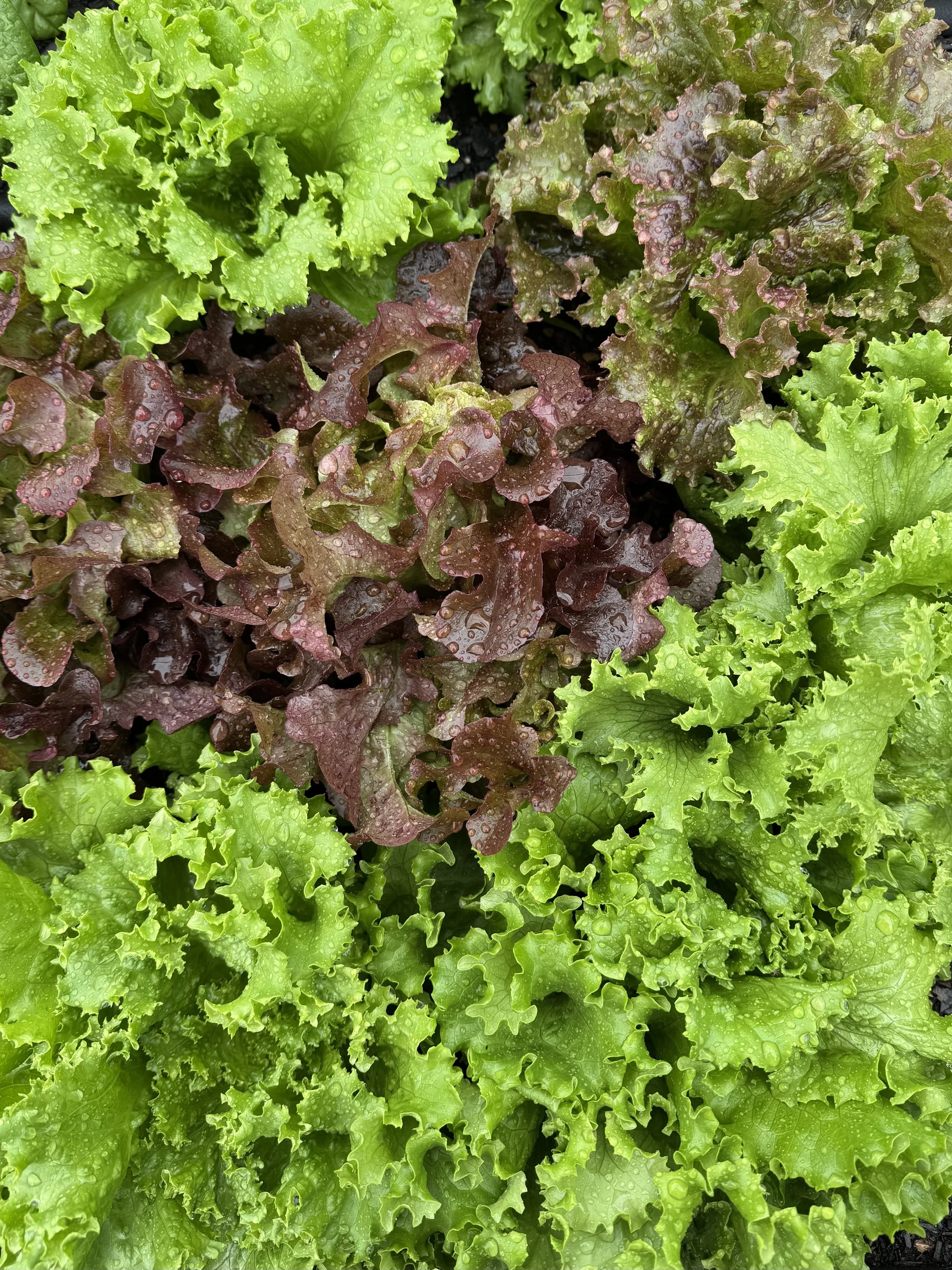 lettuce.jpeg