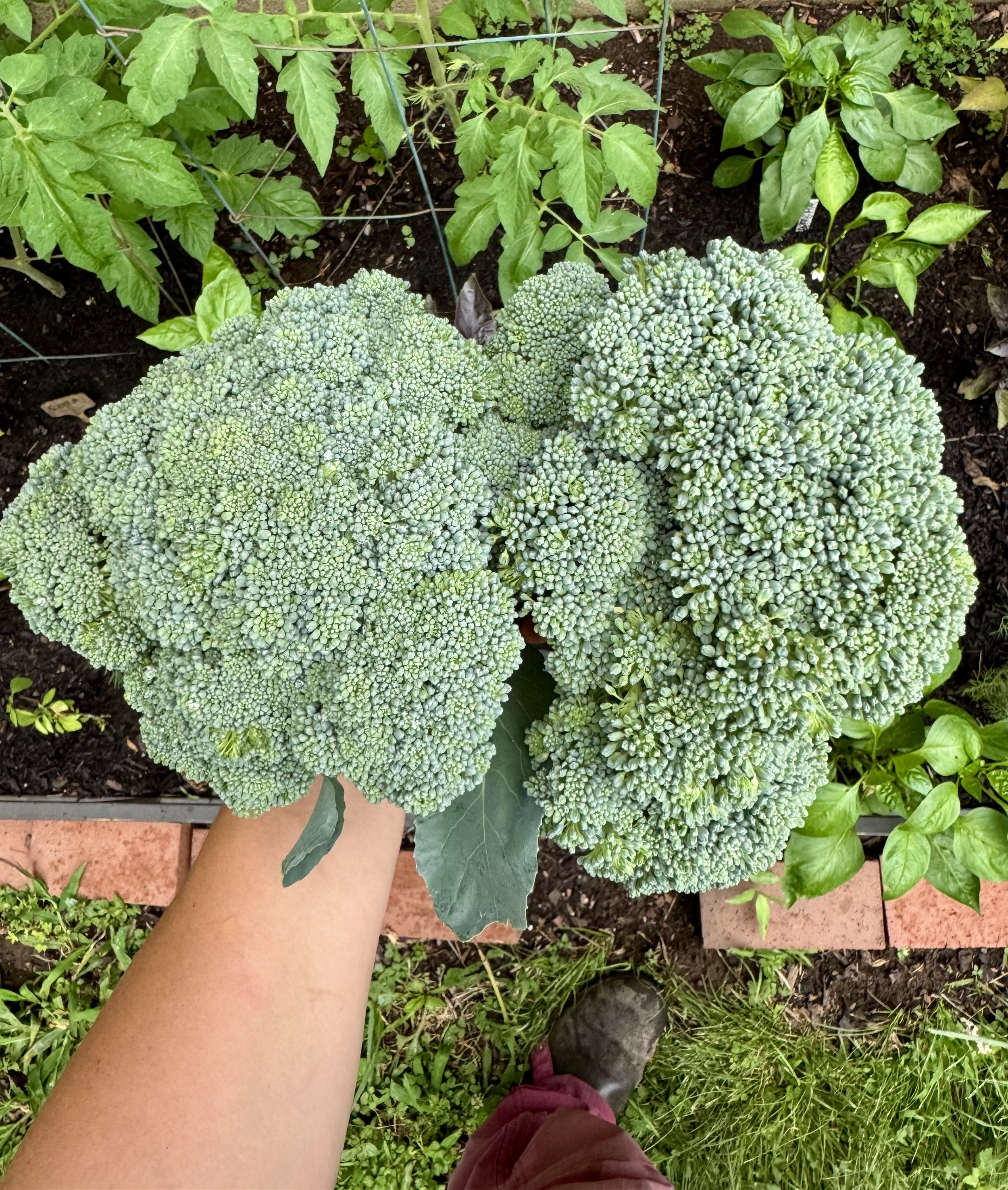 broccoli.jpeg