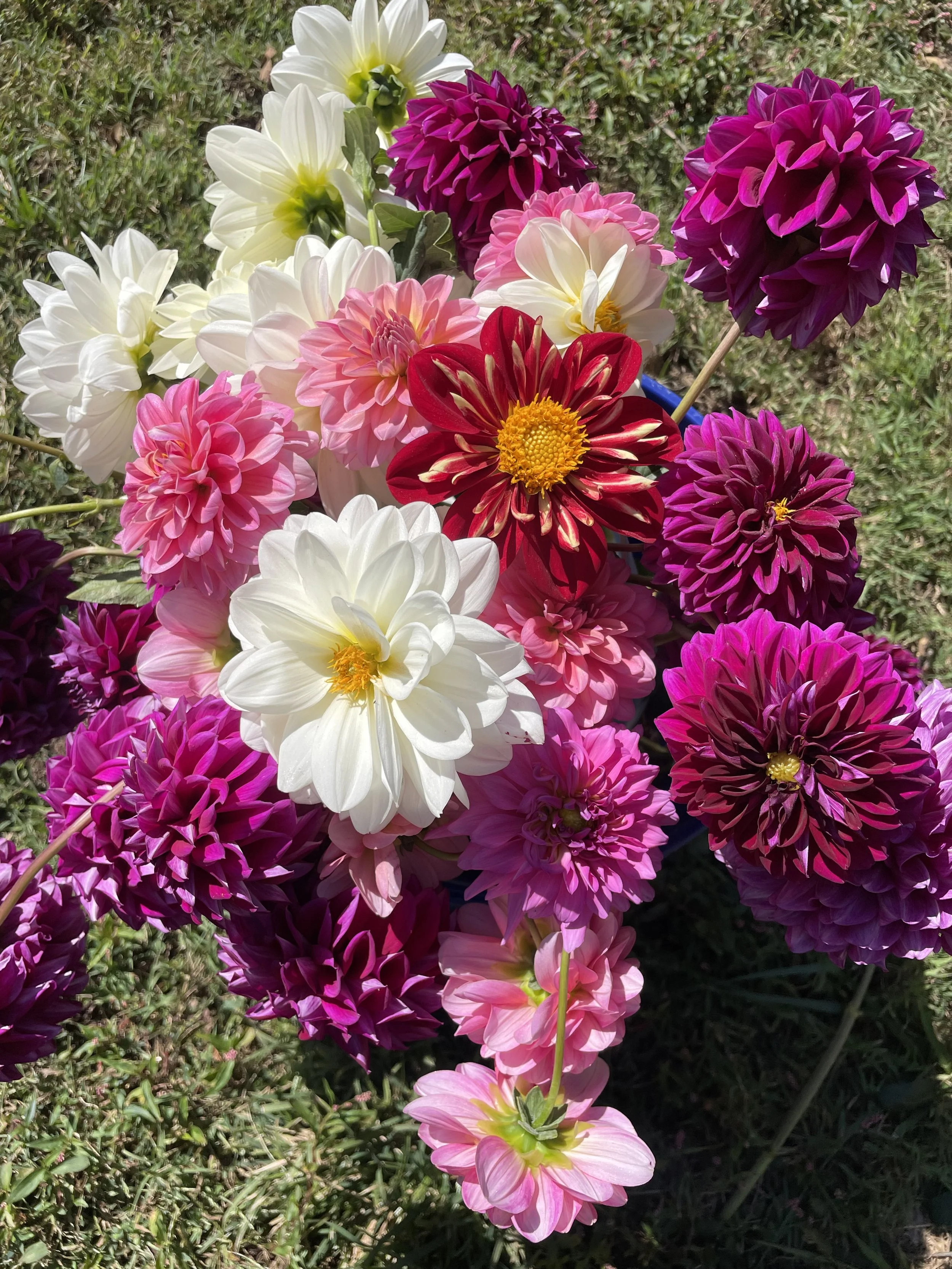 dahlias.jpeg