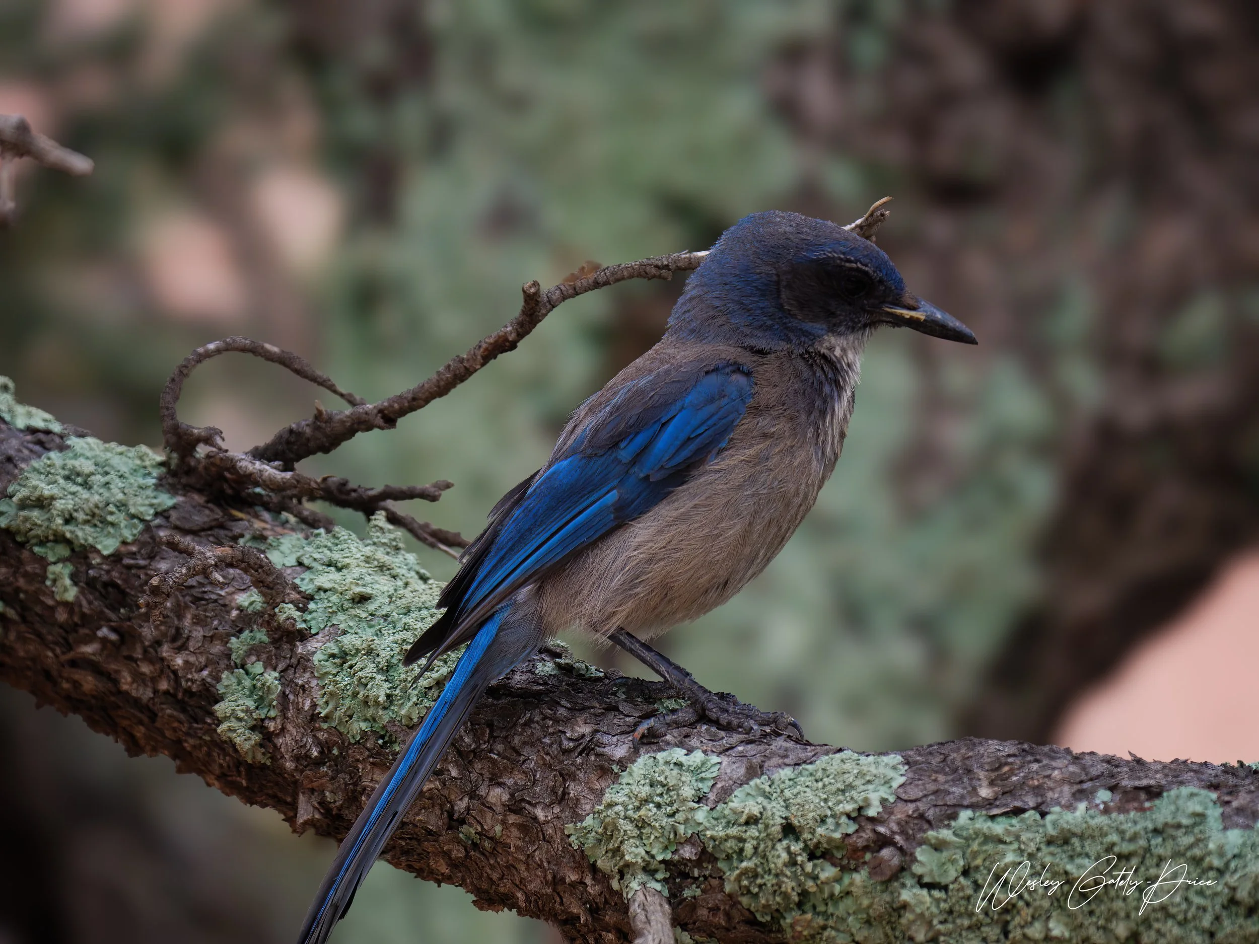 These birds will steal a sandwich right from your hands.