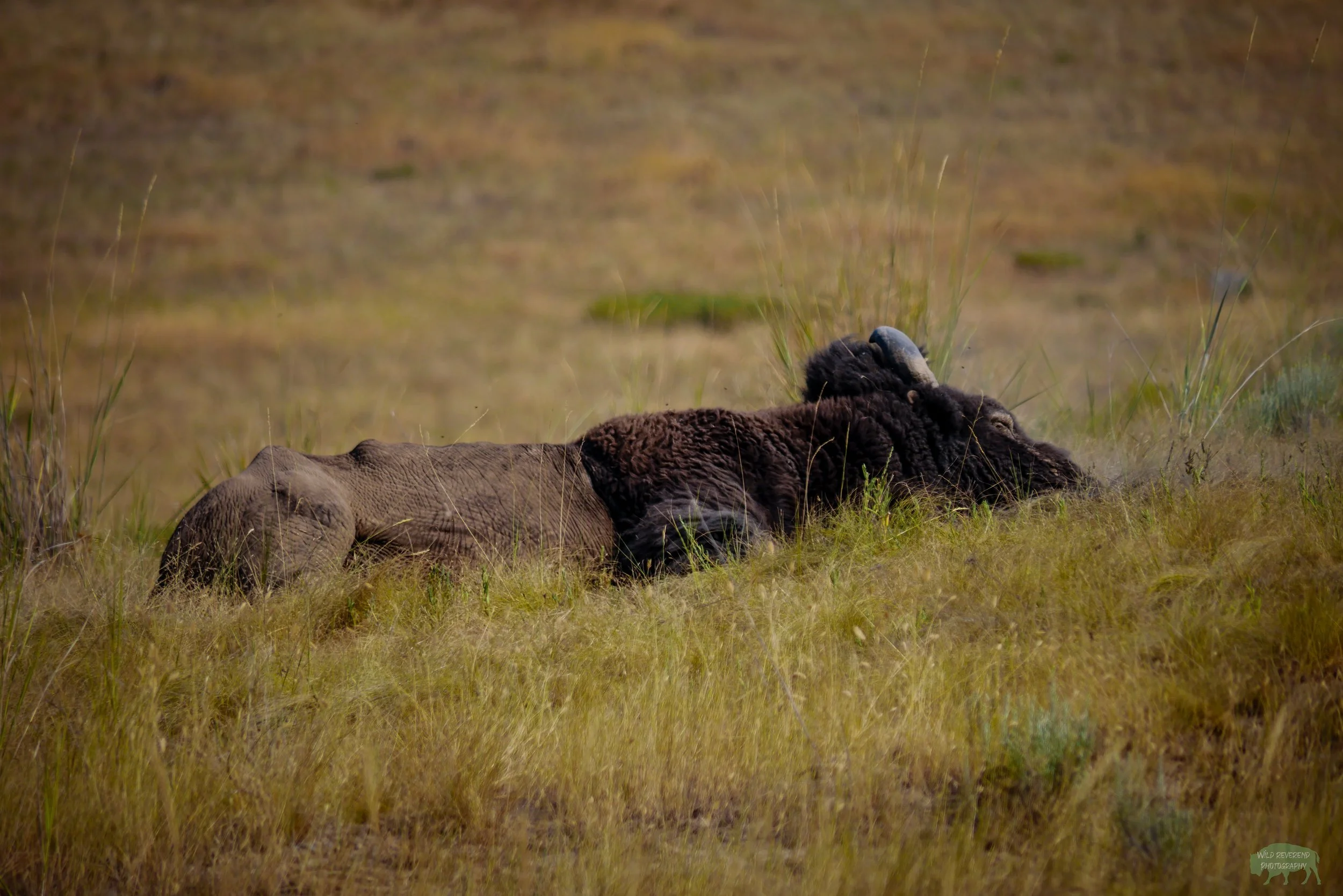 Nothing quite like a nap after a long day of wallowing. Bison are my favorite critters, and the National Bison Range have quite a few of them.
