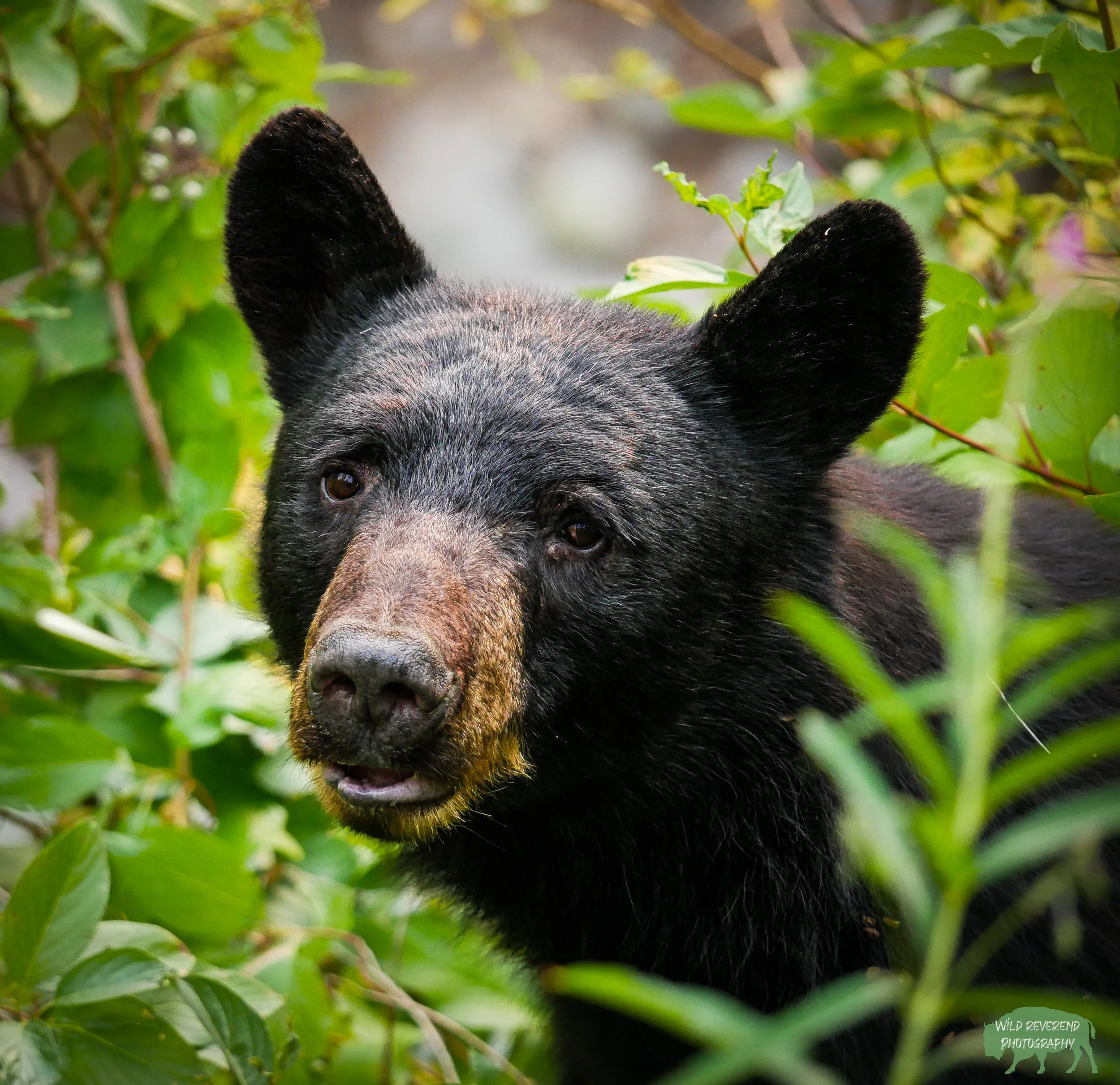 Such a big and sweet smile. Black Bear found in Glacier National Park
