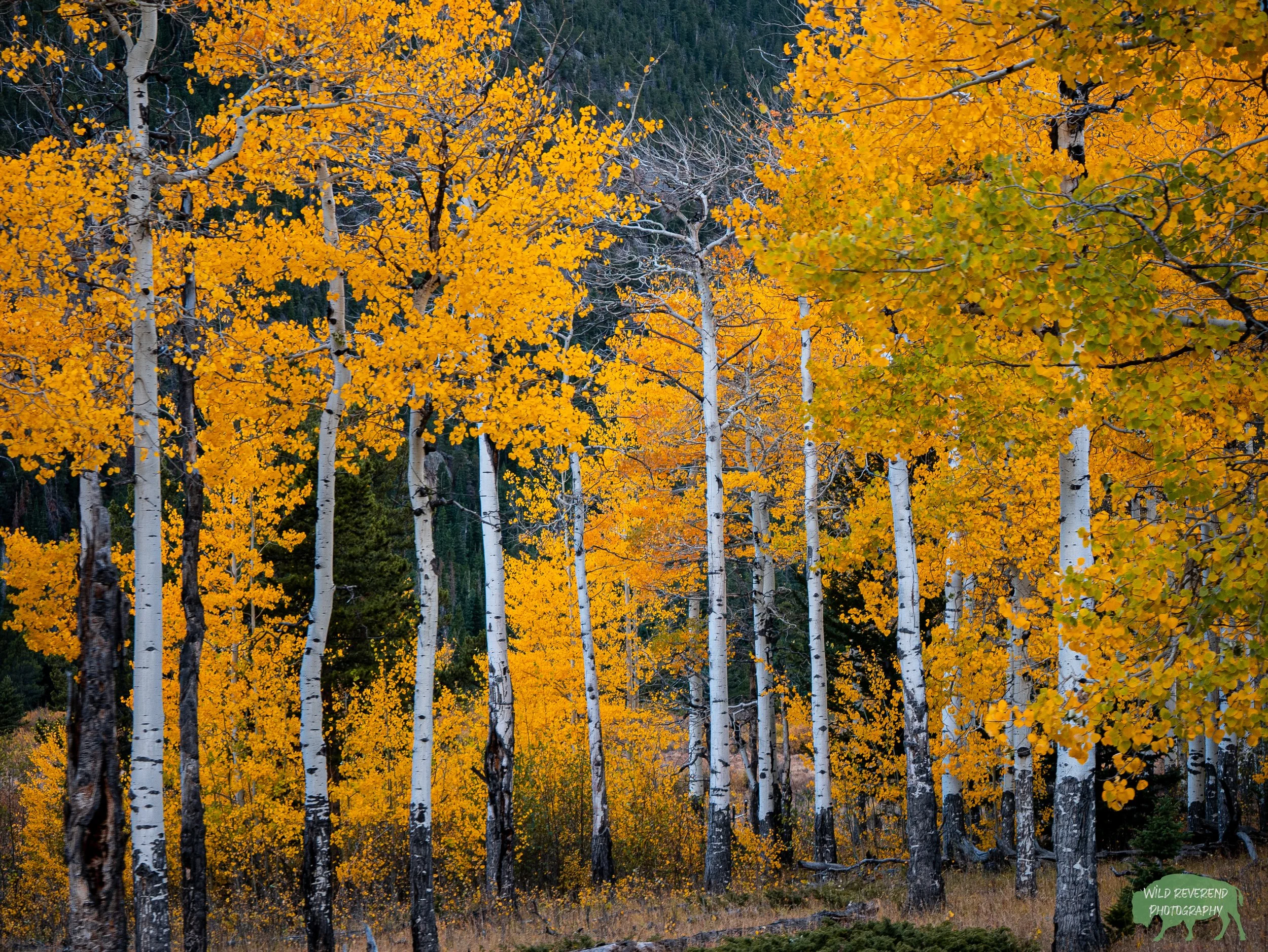 Aspen trees in fall are a beautiful sight. Caught it in Rocky Mountain National Park