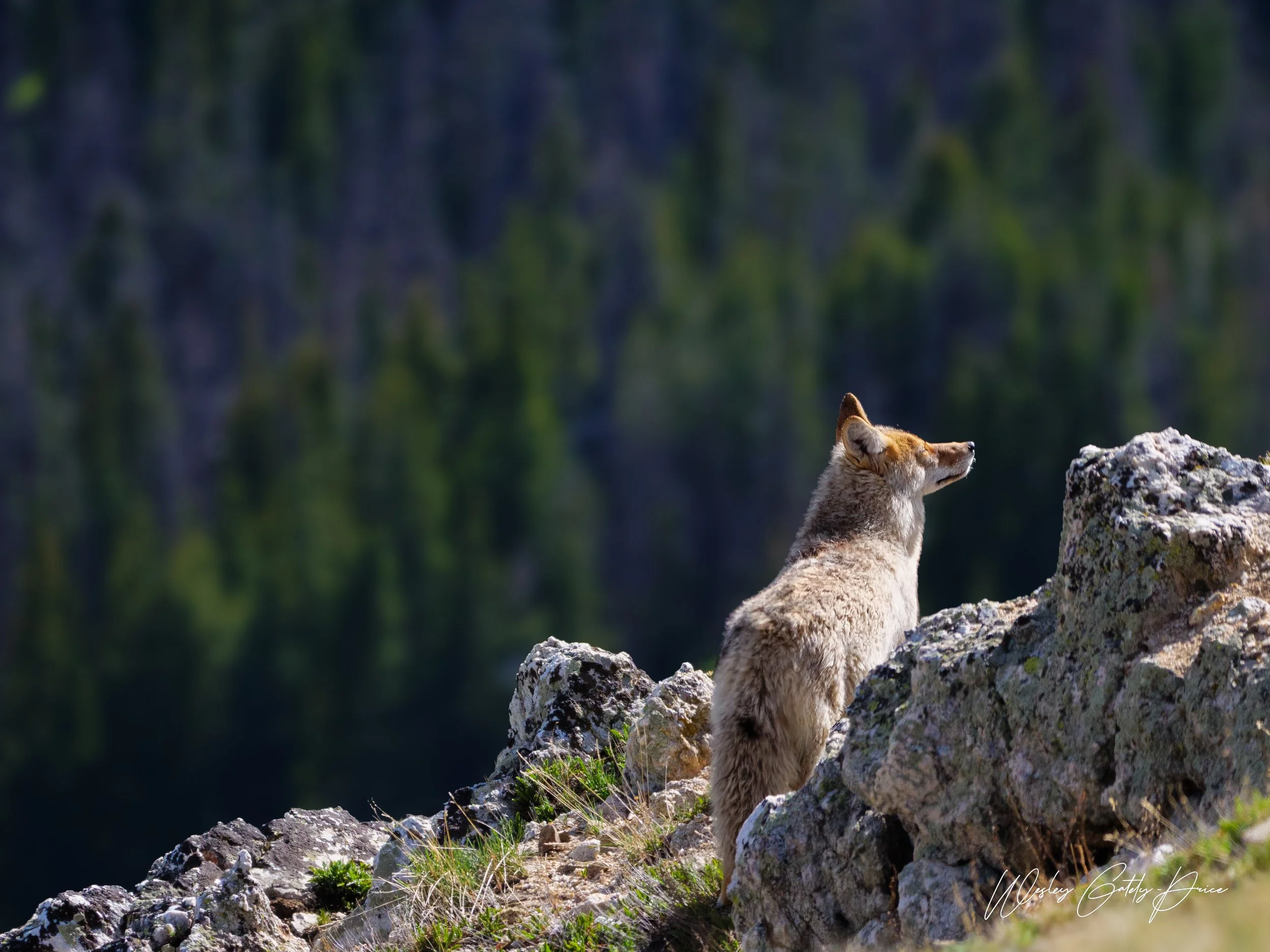 A fox a top Rocky Mountain National Park enjoying the sun.