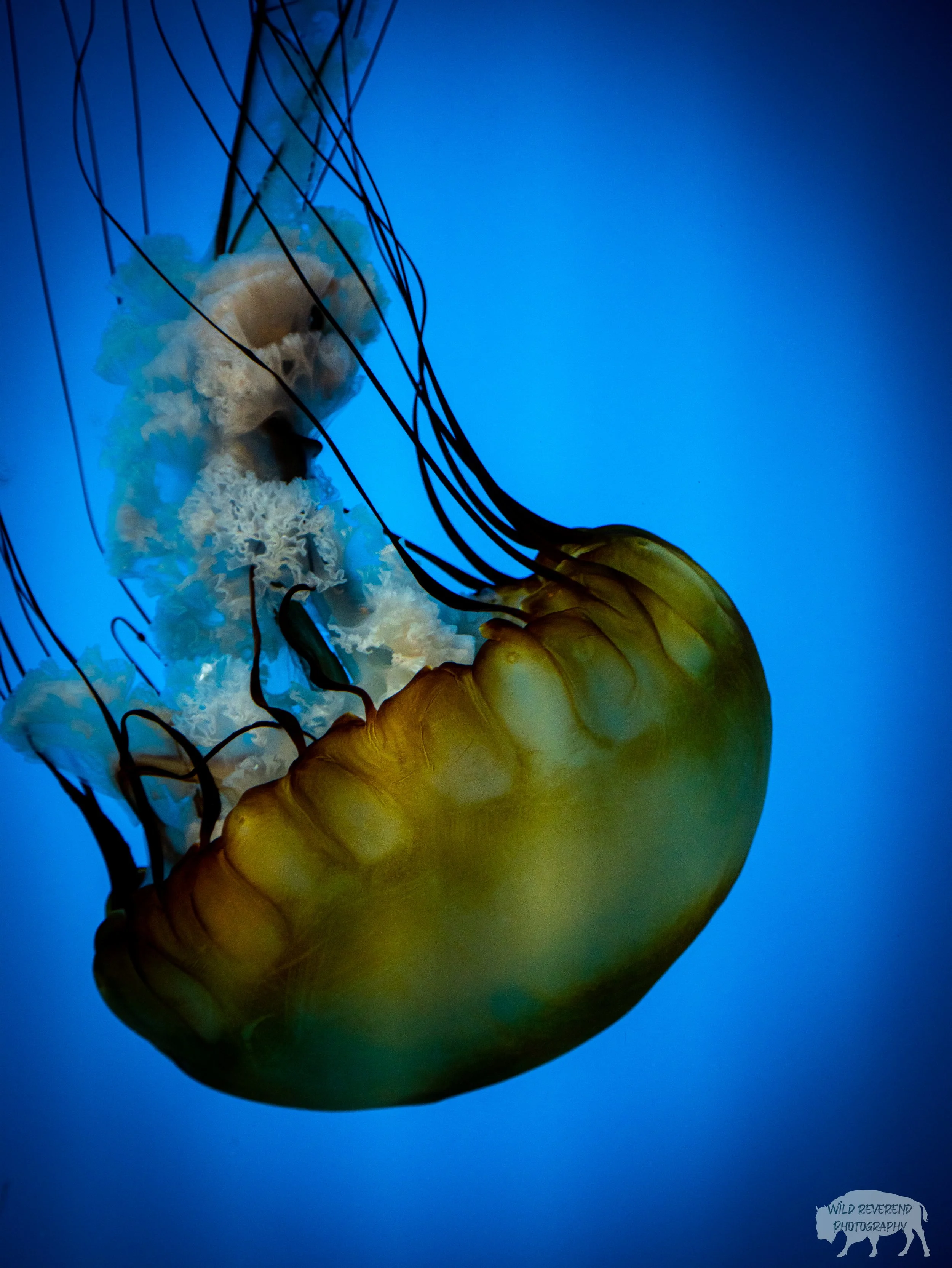 Jelly fish are amazing to look at. Just make sure you only touch the top, otherwise the outcome might be shocking.