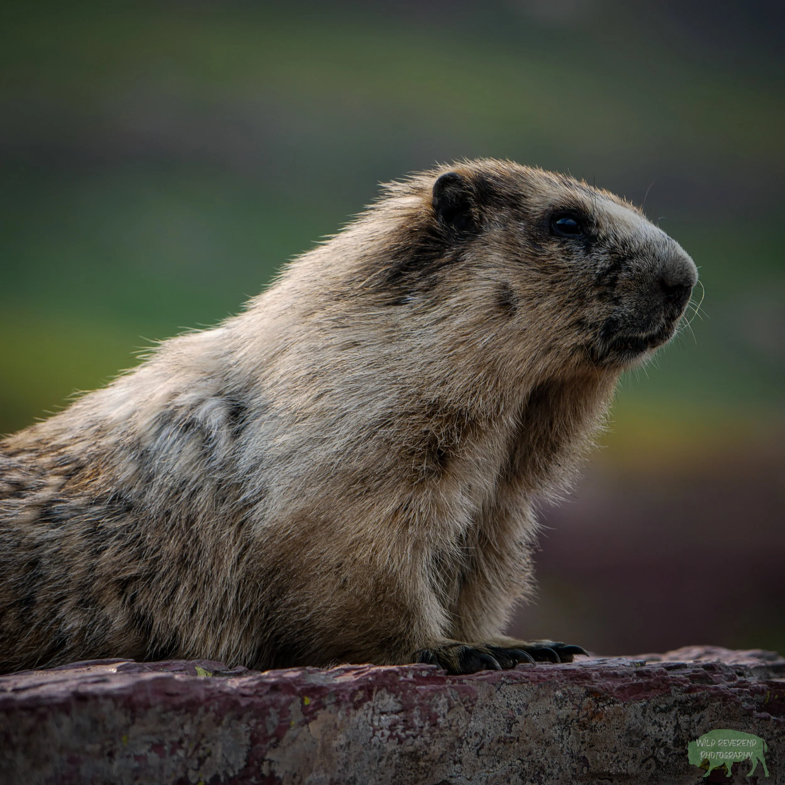 Marmots have quite the personality, especially this one. A young girl on the trail with us named her Princess. 
