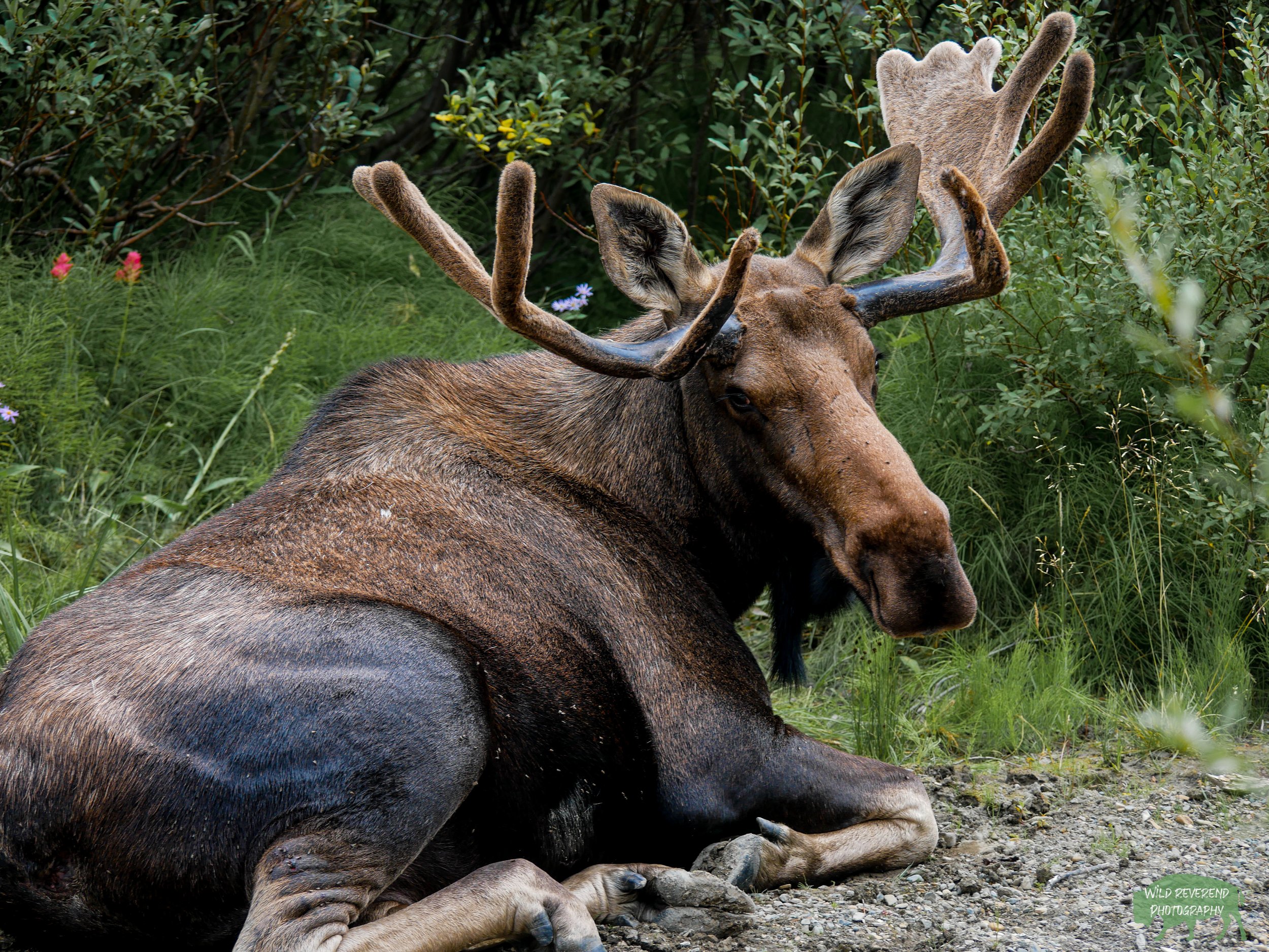 A large, and none to please to see me, bull moose in Glacier National Park