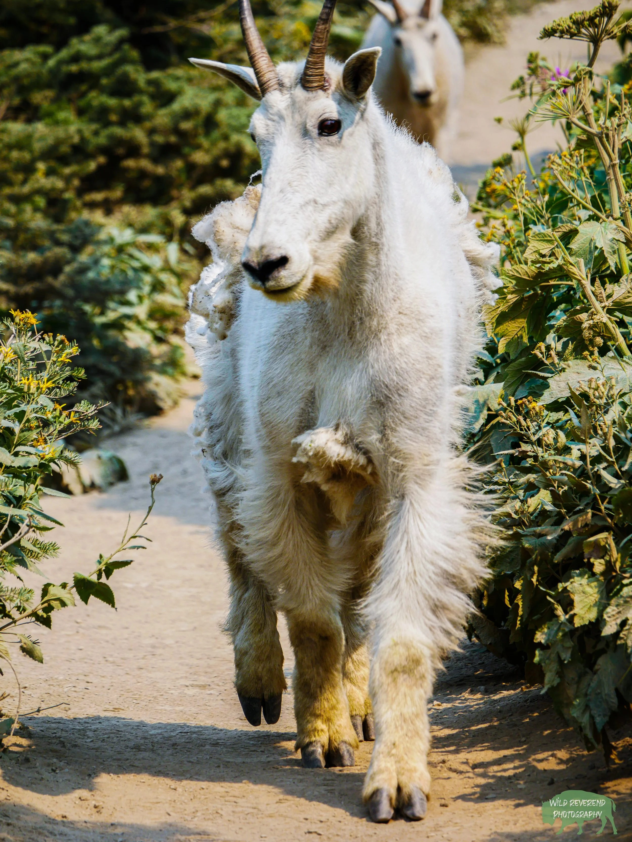 Ran into this goat family on the Highline Trail at Glaicer National Park