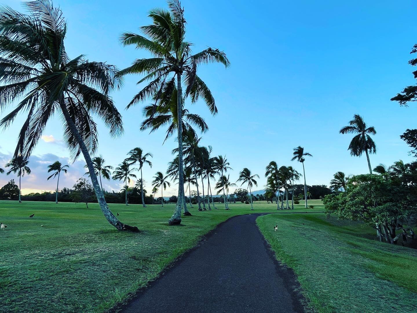 Slow down and enjoy the simple things in life.🌴
.
.
.
#sunset #walk #palmtrees #golfcourse #nature #oceanviews #kauai #kauaihawaii #islandlife #pregnancy #hawaii