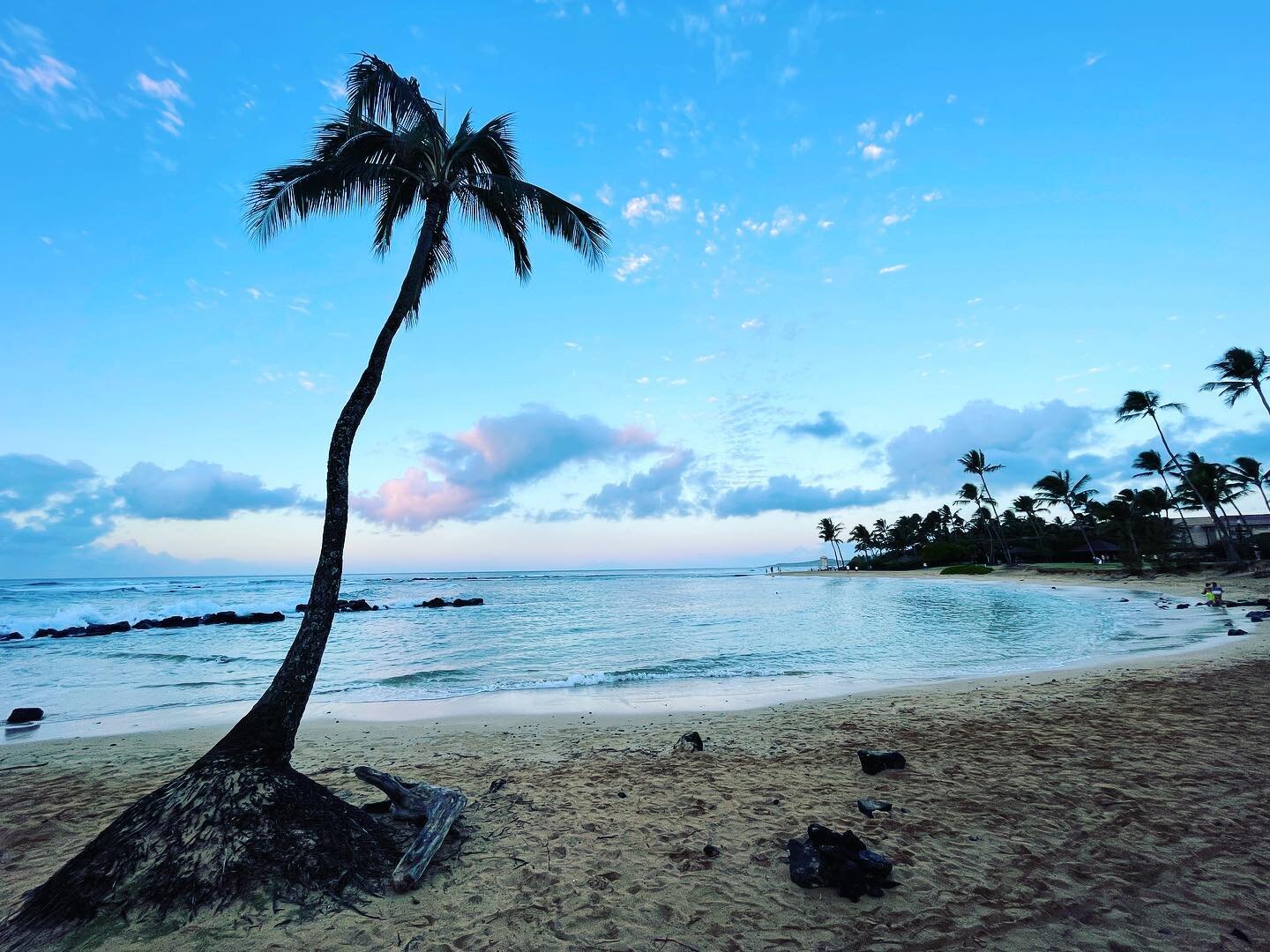 Morning meditation spot. 
.
.
.
#sunrise #meditation #nature #palmtree #kauai #kauaihawaii #seaturtle #birds #ocean #pregnancy #islandlife