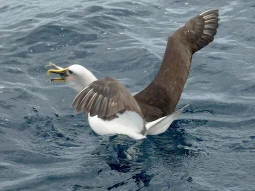 Albatross-feeding-510x382.jpeg