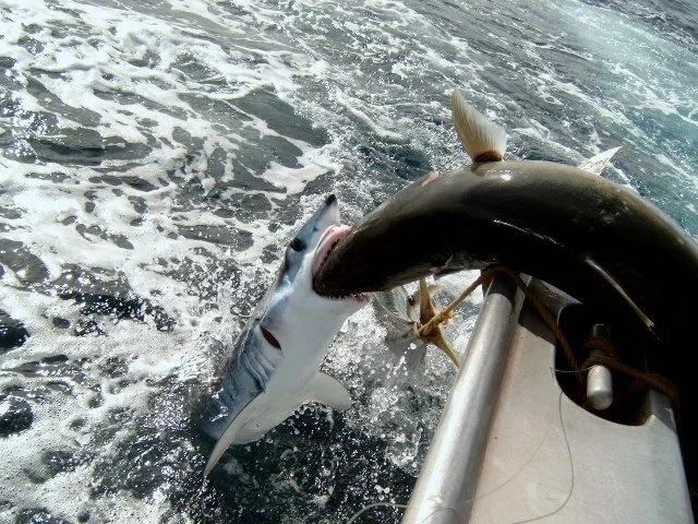 Juvenile+Mako+Shark.jpg