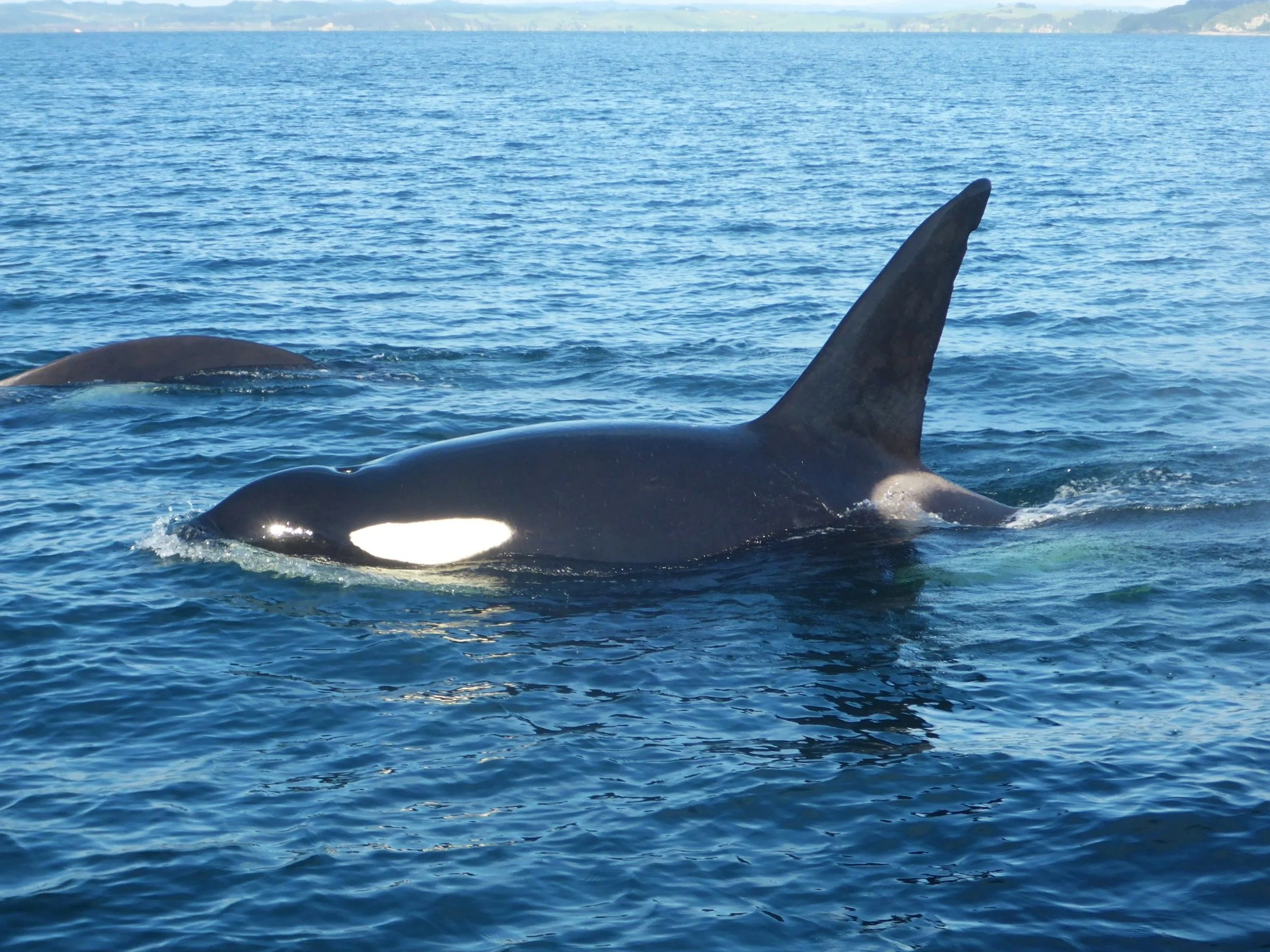 Orca.jpg