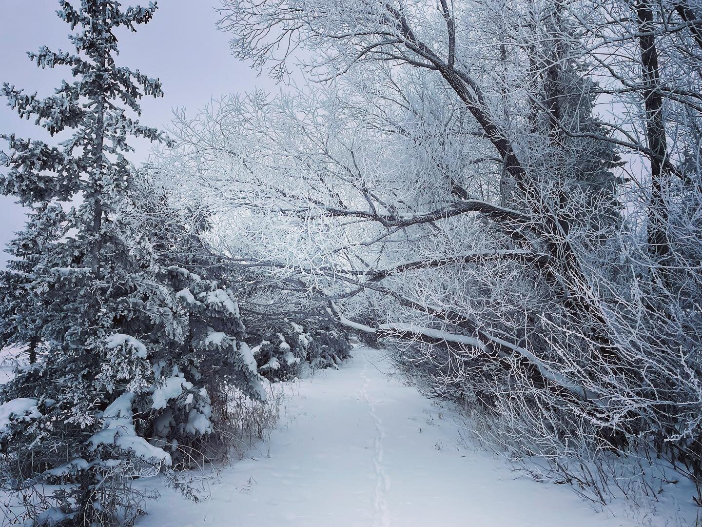 Look at this snowy wonderland.  It was such a delight to see family over Christmas and soak up the beauty and coziness of winter.  We got hit with a virus (not Covid) after we getting home and the days feel a little long right now.  Looking forward t