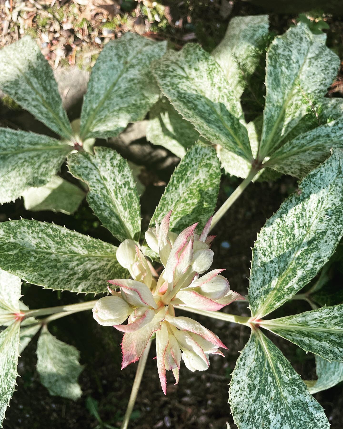 Look at this Beauty!  Snow fever helleborus.  Gorgeous leaf year round (here in PNW). Today I&rsquo;m soaking up these pale cream blossoms with the pink edges - such a beautiful detail.  What&rsquo;s blooming in your garden today?  #beauty #gardentre