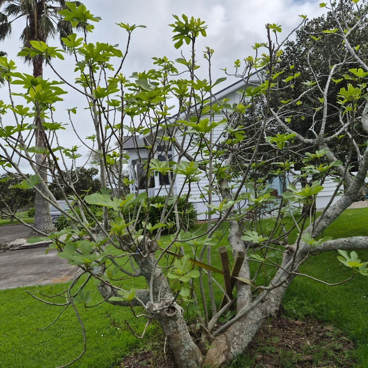 Fig+Tree.jpg