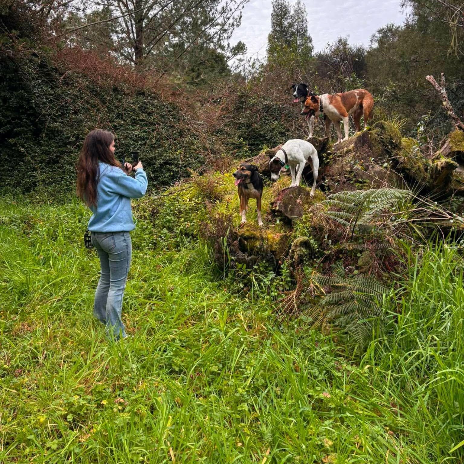 Daisy+Grayson+%26+Dogs+on+Stump+2.jpg