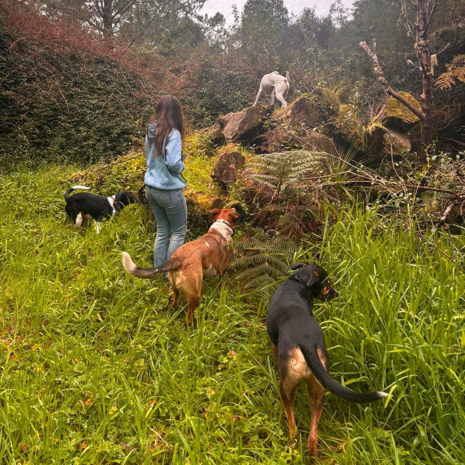 Daisy+Grayson+%26+Dogs+on+Stump+1.jpg