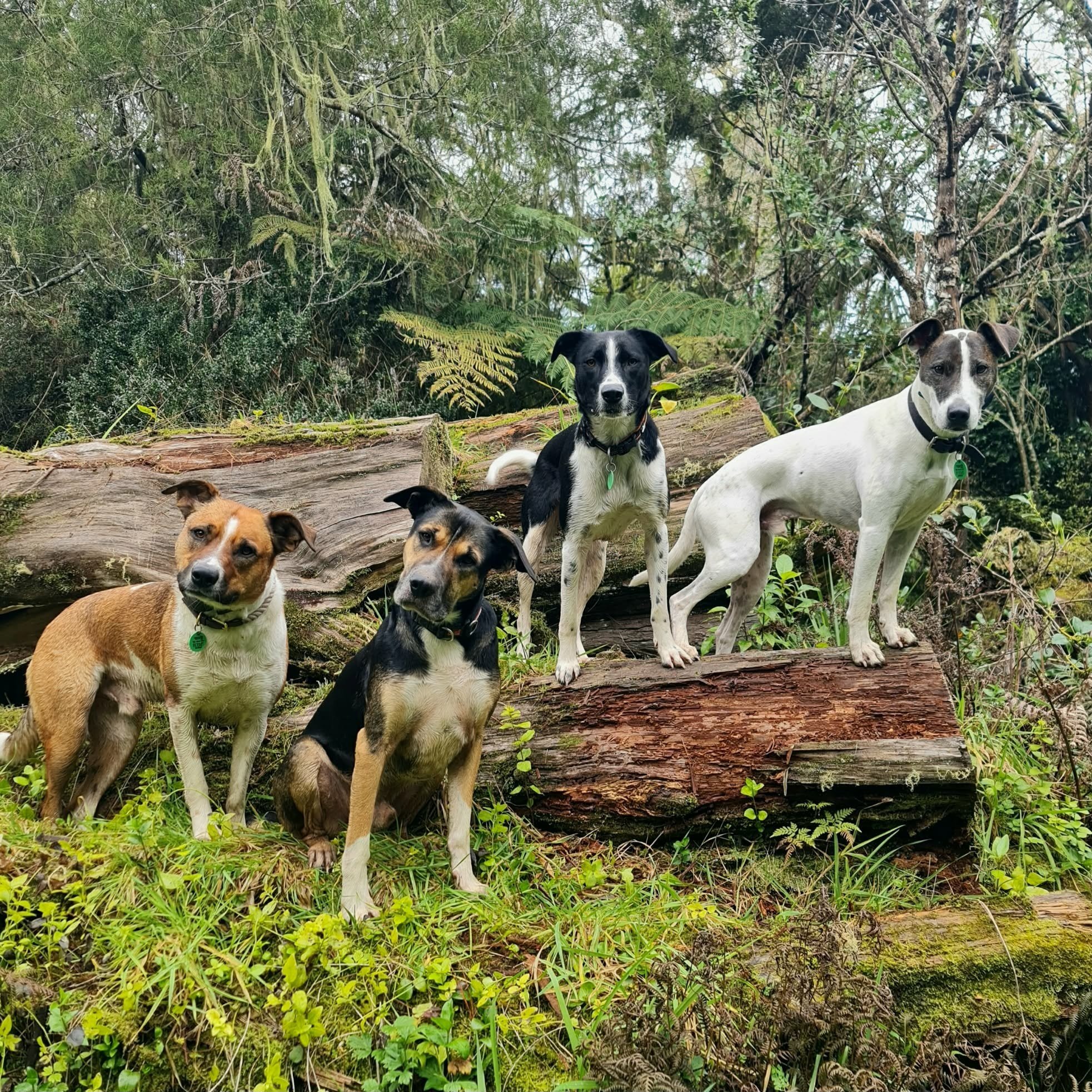 Daisy+Grayson+%26+Dogs+on+Stumps.jpg