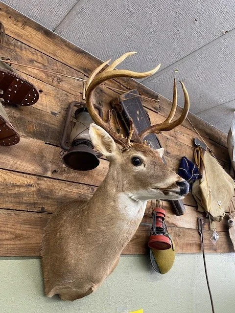 White Tail Deer Mount