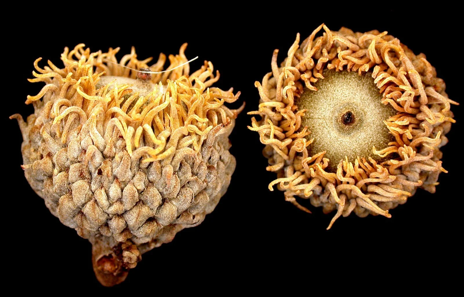 小物 2024 Baker Oak Bark Porosus / TONGUE 2024 Baker Oak Bark Porosus / TONGUE