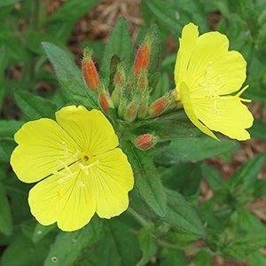 Narrowleaf Sun Drops  (oenothera fruticosa)