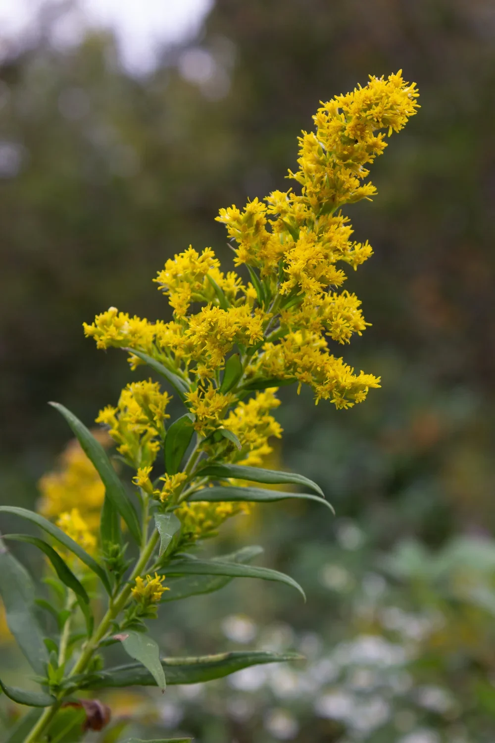 Solidago+odora.webp
