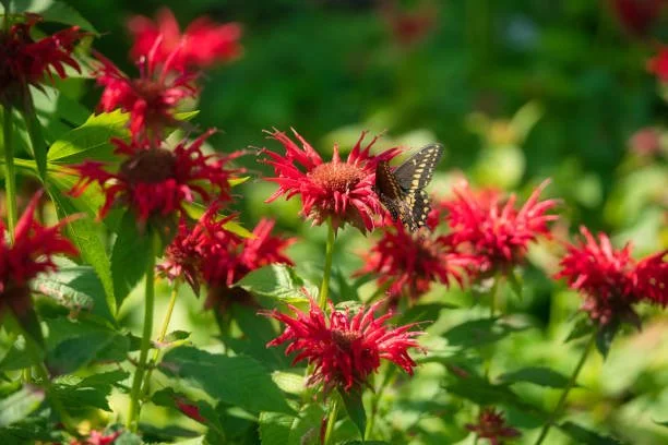 scarlett bee balm.jpg