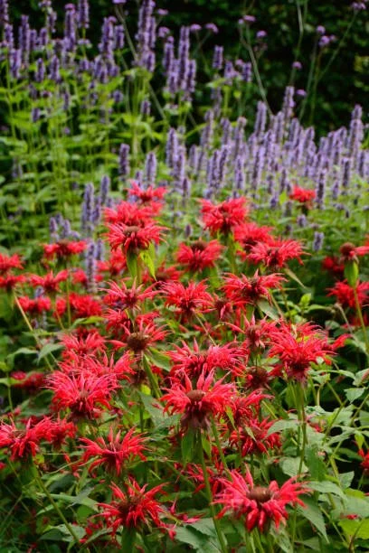 bee balm  scarlett.jpg