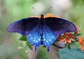 pipevine swlaoowtail.jpg