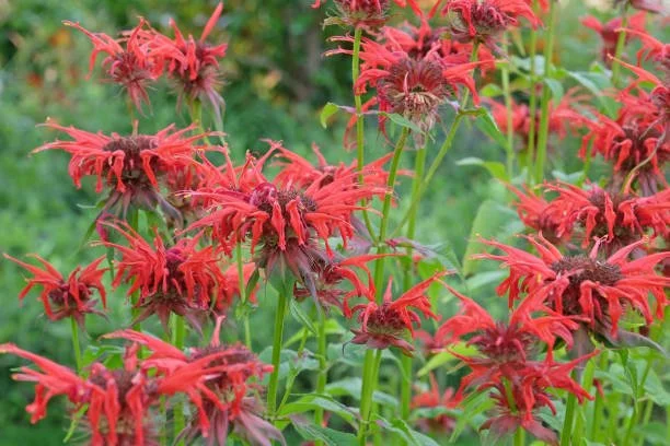 bee balm scarlett 2.jpg