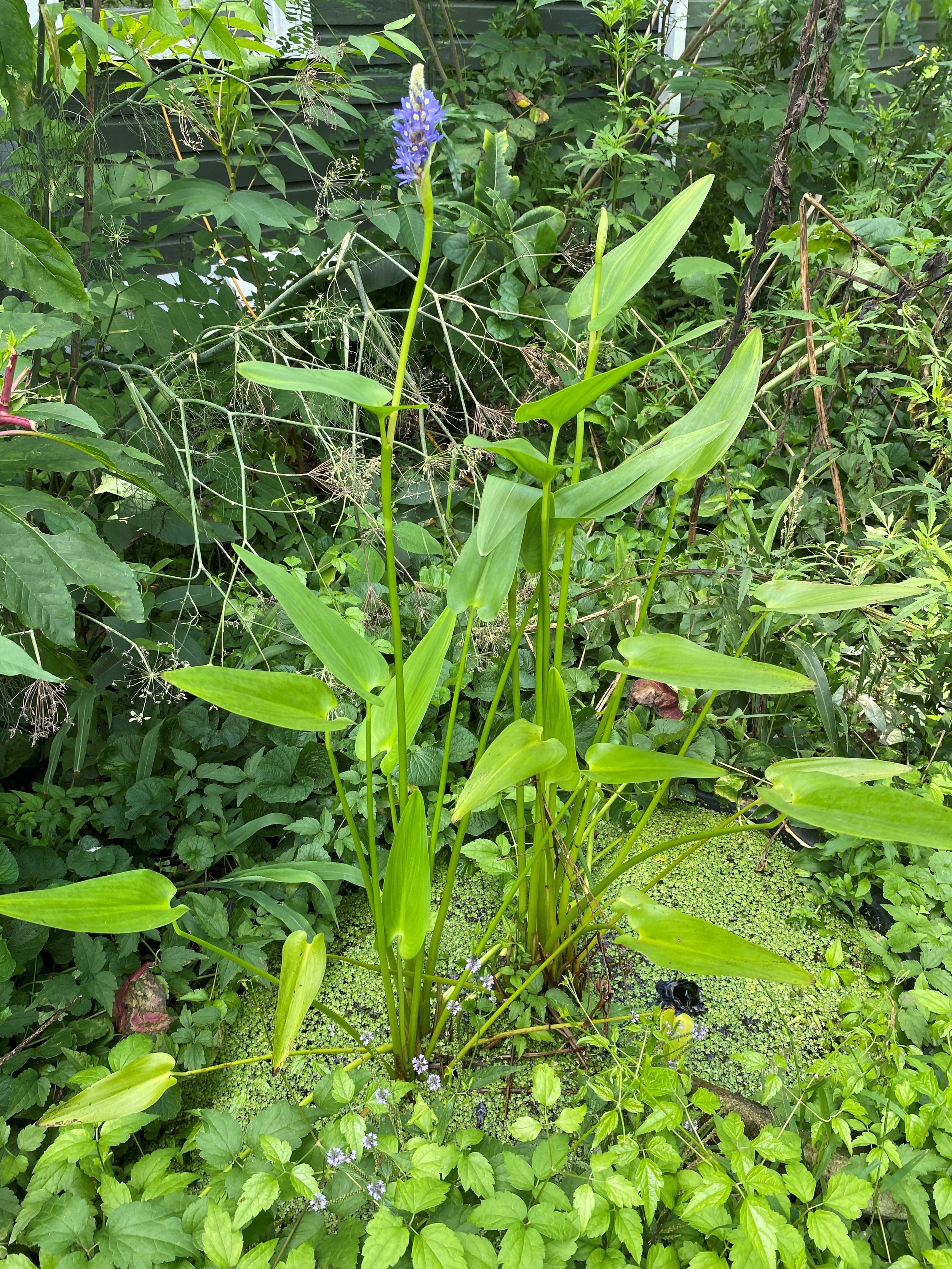 pickerlweed plant.jpg