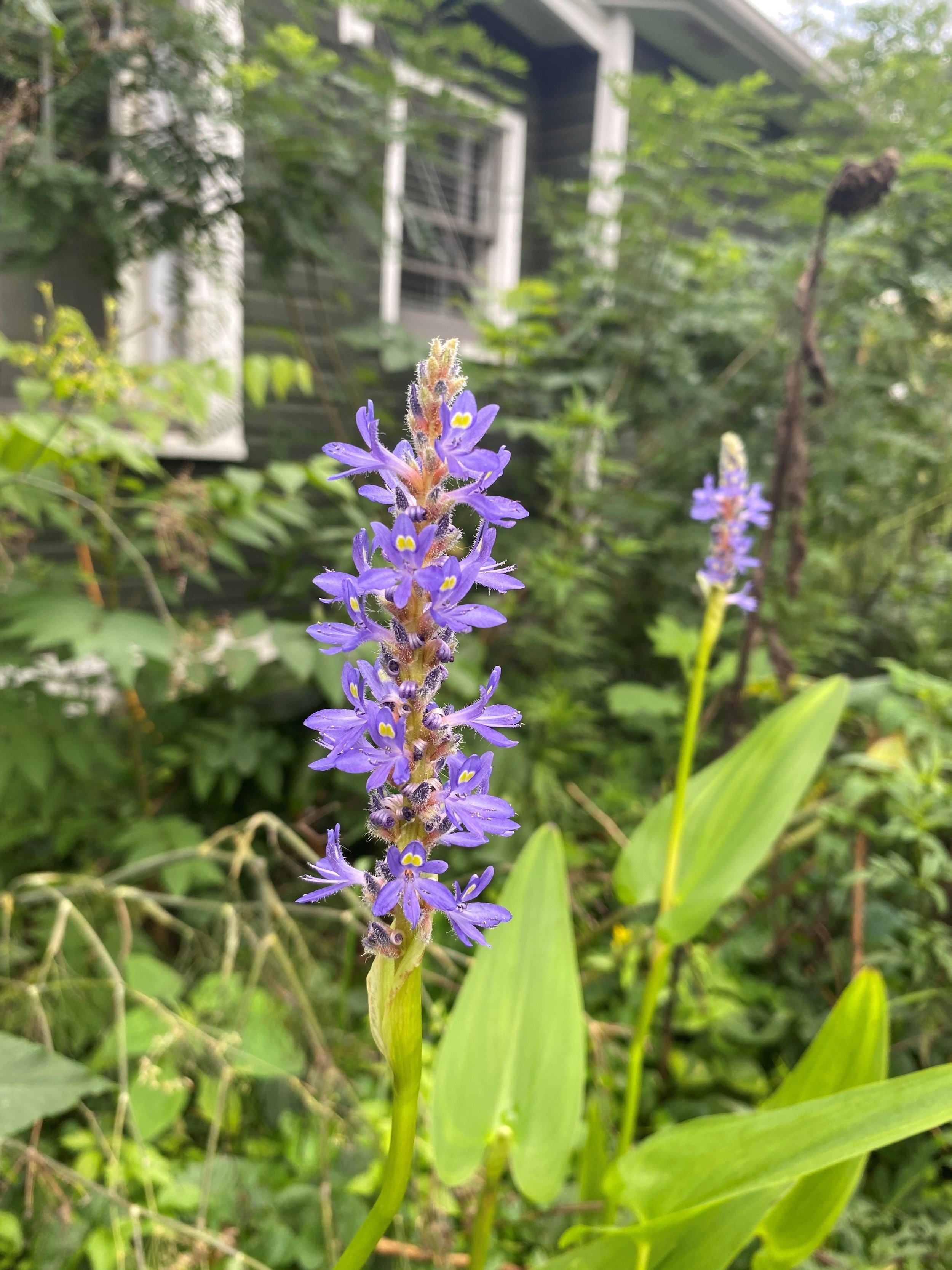 pickerelweed.jpg