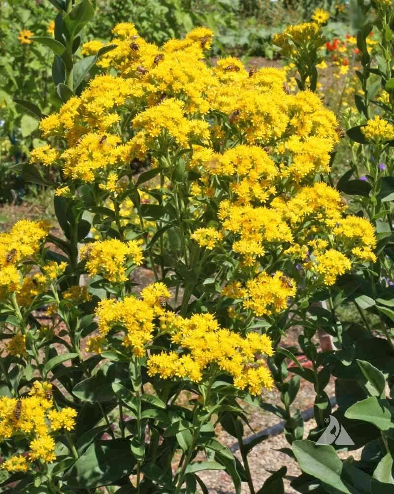 Stiff Goldenrod (Oligoneuron rigidum)