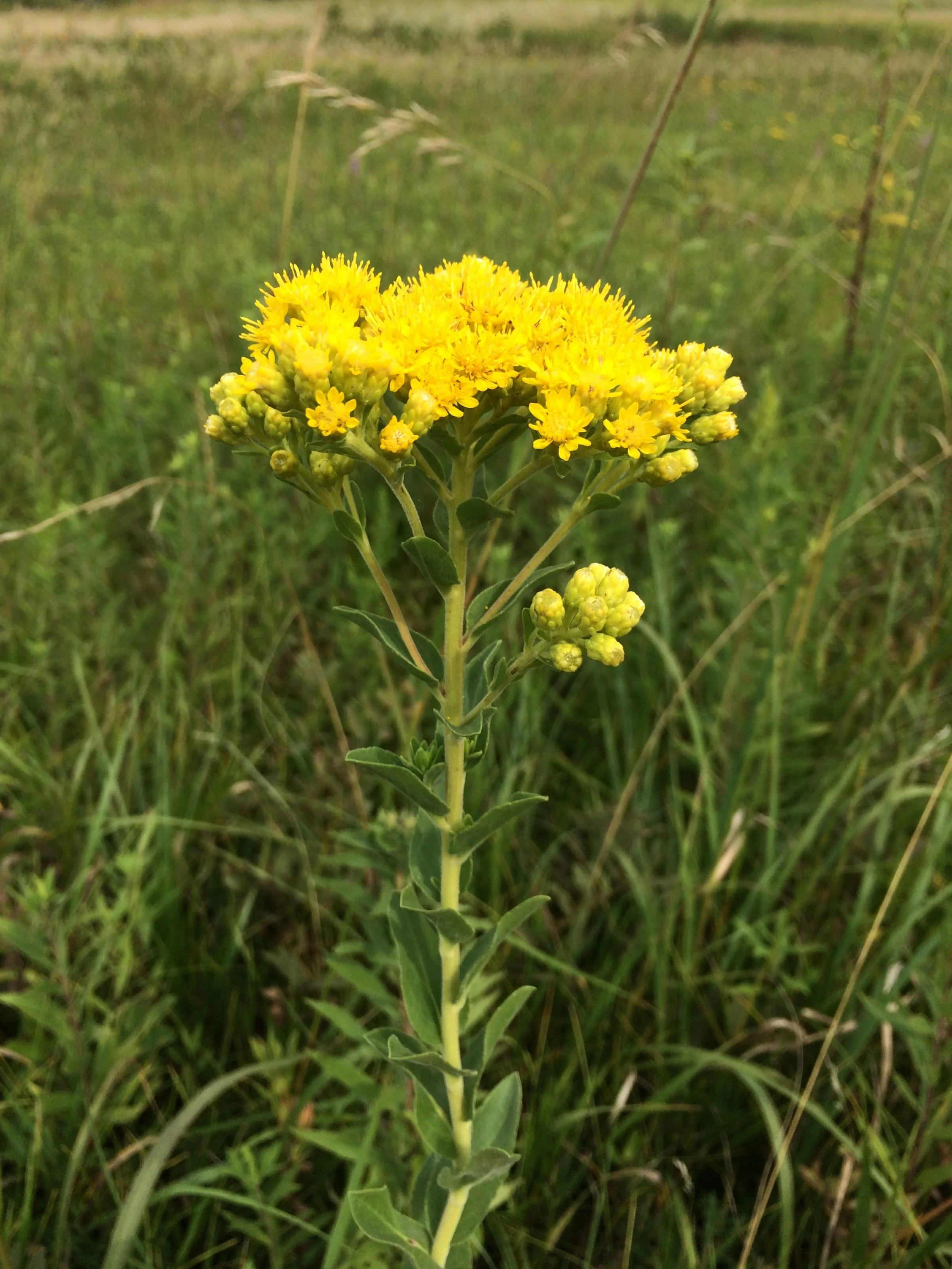 stiff goldenrod 2.jpg