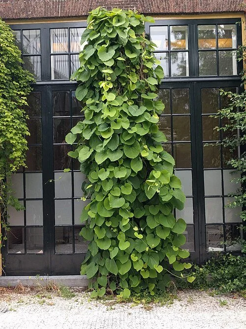 dutchmans pipe vine.jpg