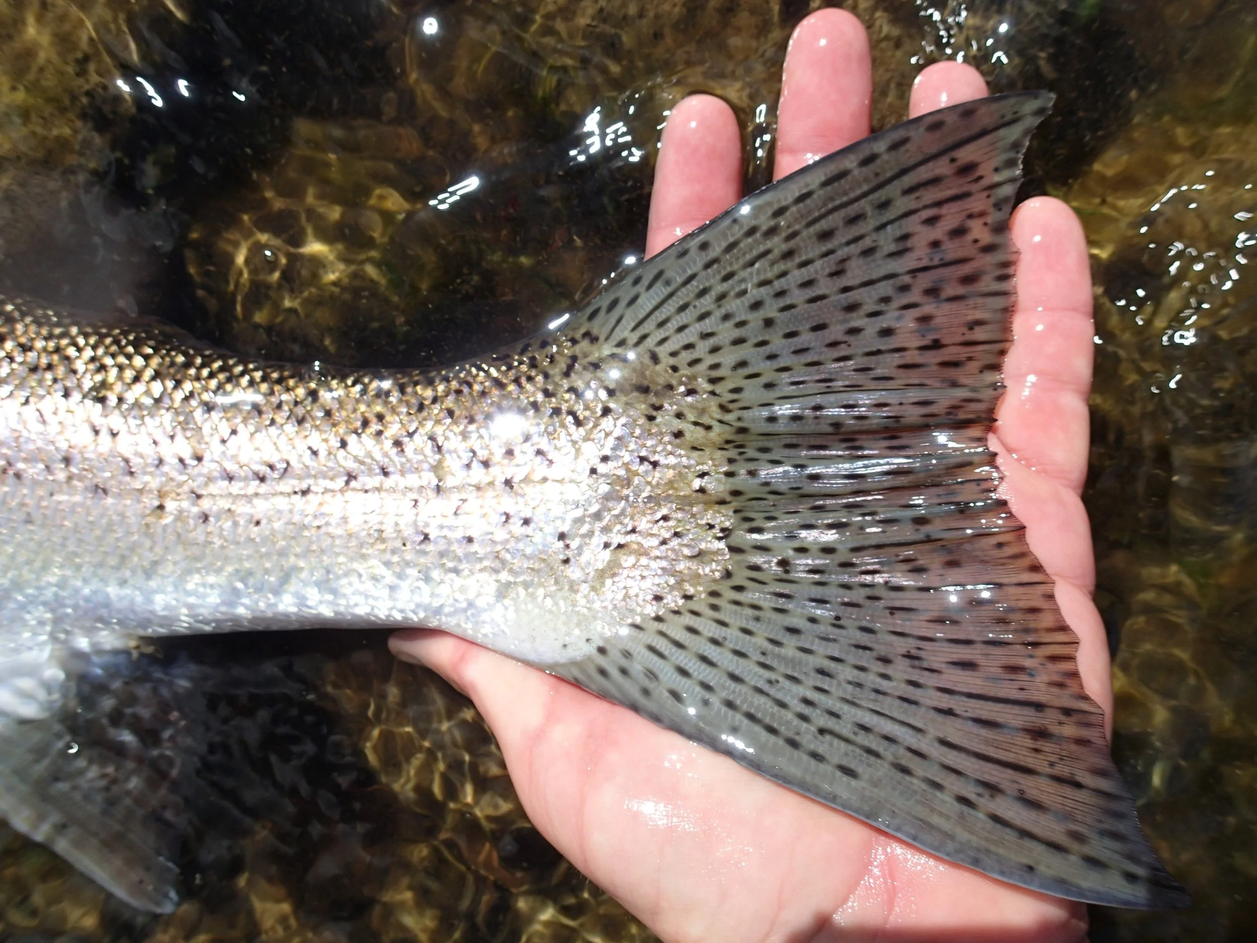 Close-up of a person holding a fish with a large, spotted tail fin, underneath clear water with rocks.