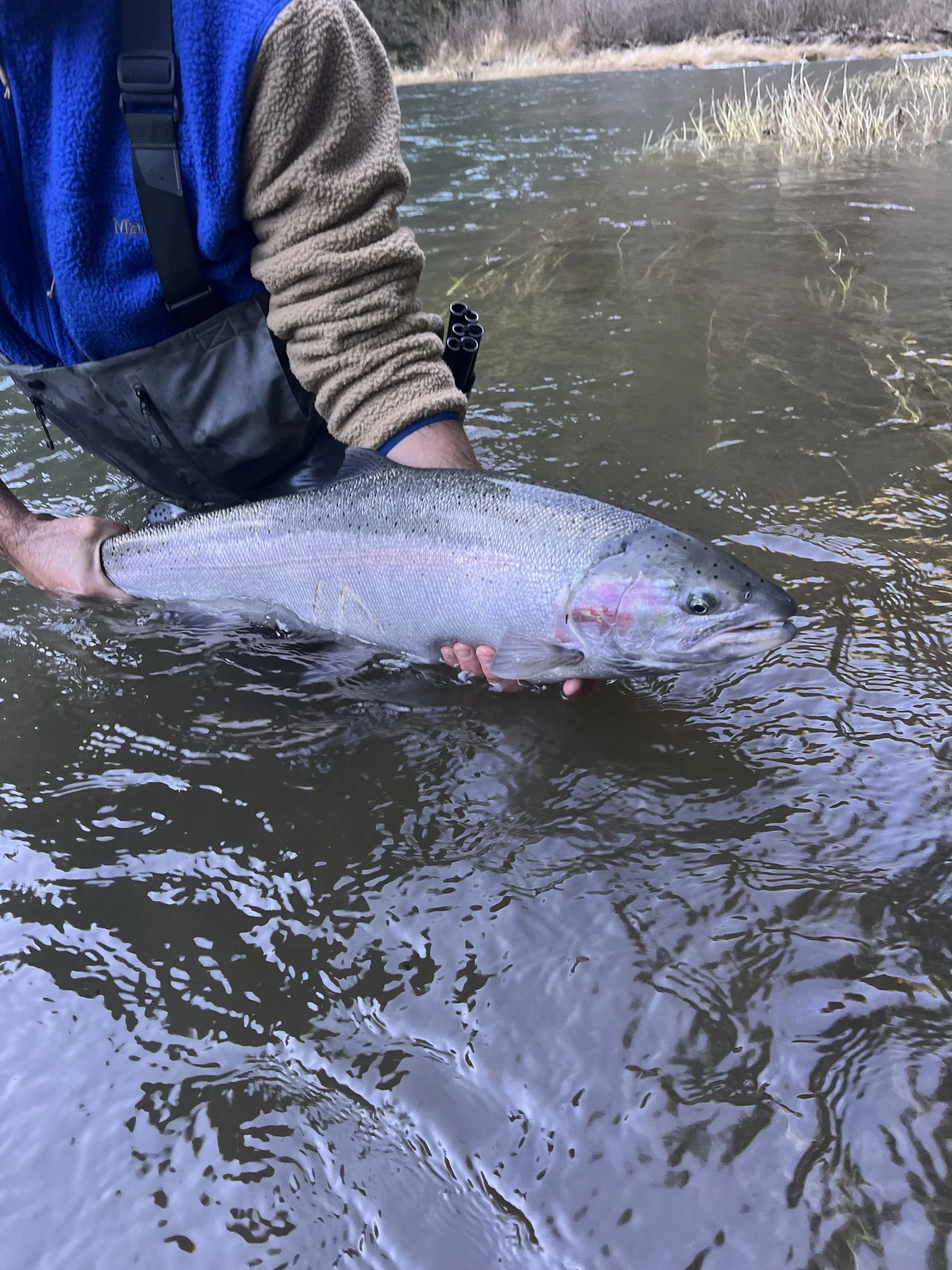 Person in outdoor clothing holding a large fish in a river, with water and grassy bank in the background.
